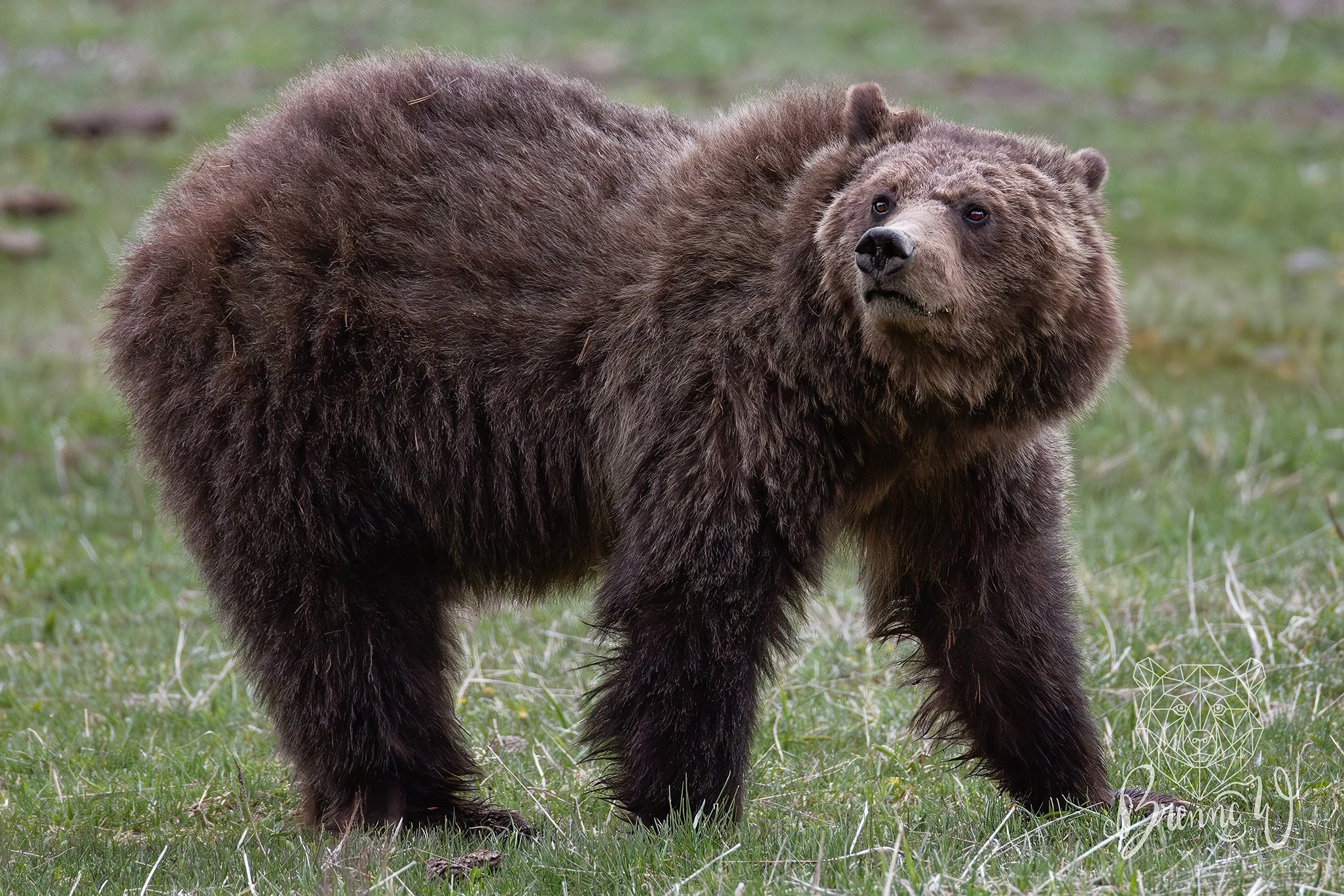 Another image of the same grizzly bear. That snoot is just so boopable. 

My toxic trait is that I believe a grizzly mom will think I'm Snow White and bring me her cubs to the theoretical cabin in the woods I'll live in.