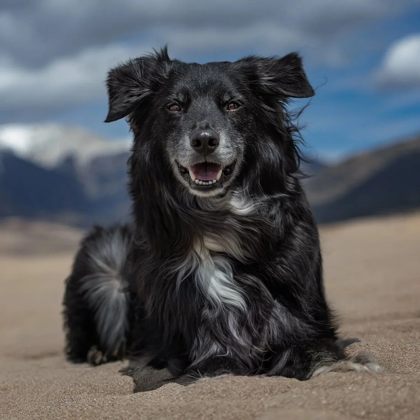 A happy black and white dog running on sandy terrain with mountains and a cloudy sky in the background. Loki. Border Collie at Great Sand Dunes. Colorado sand dunes in early spring.