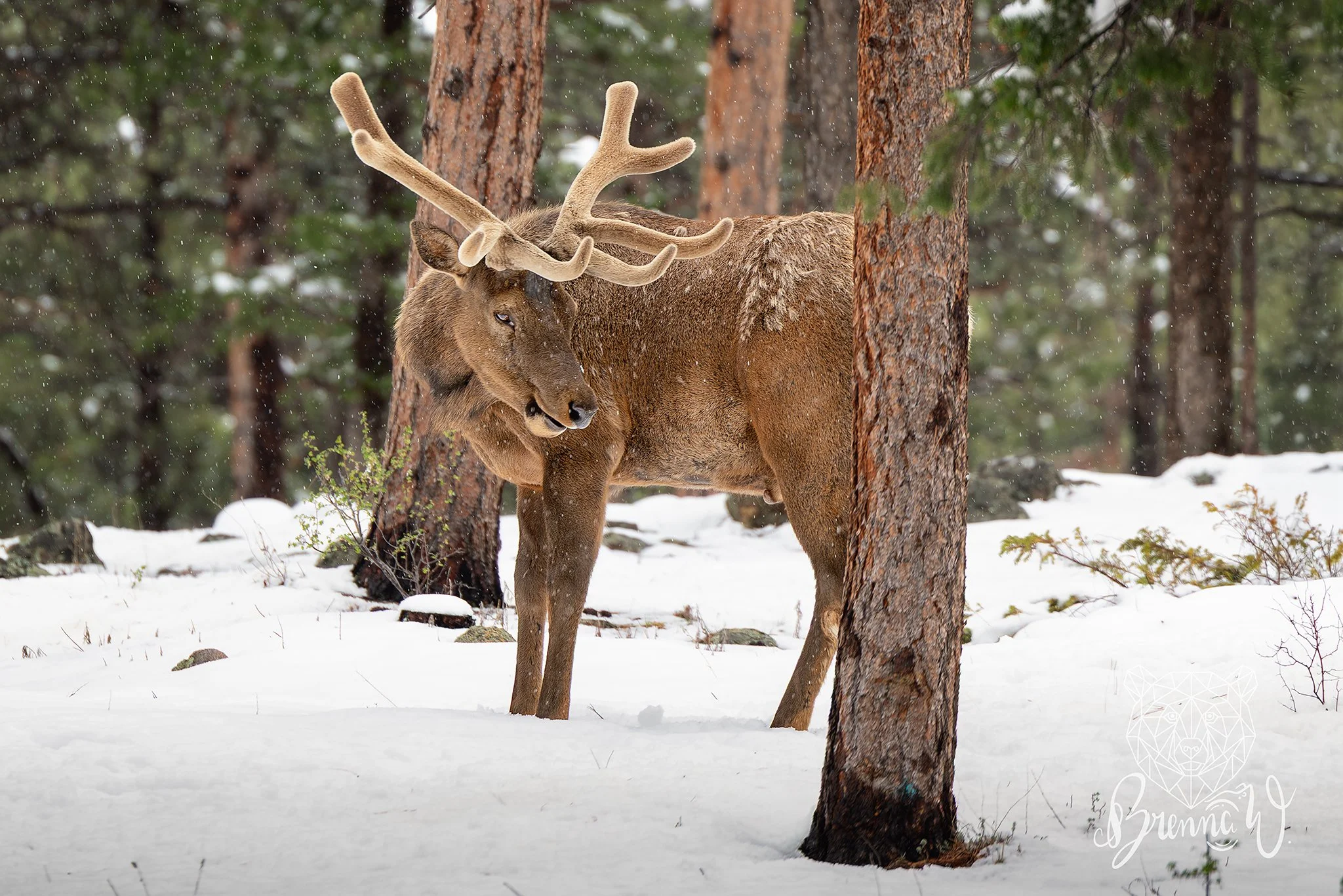 When the Rockies bring late-spring snow, it's time to go find the creatures with the velvet