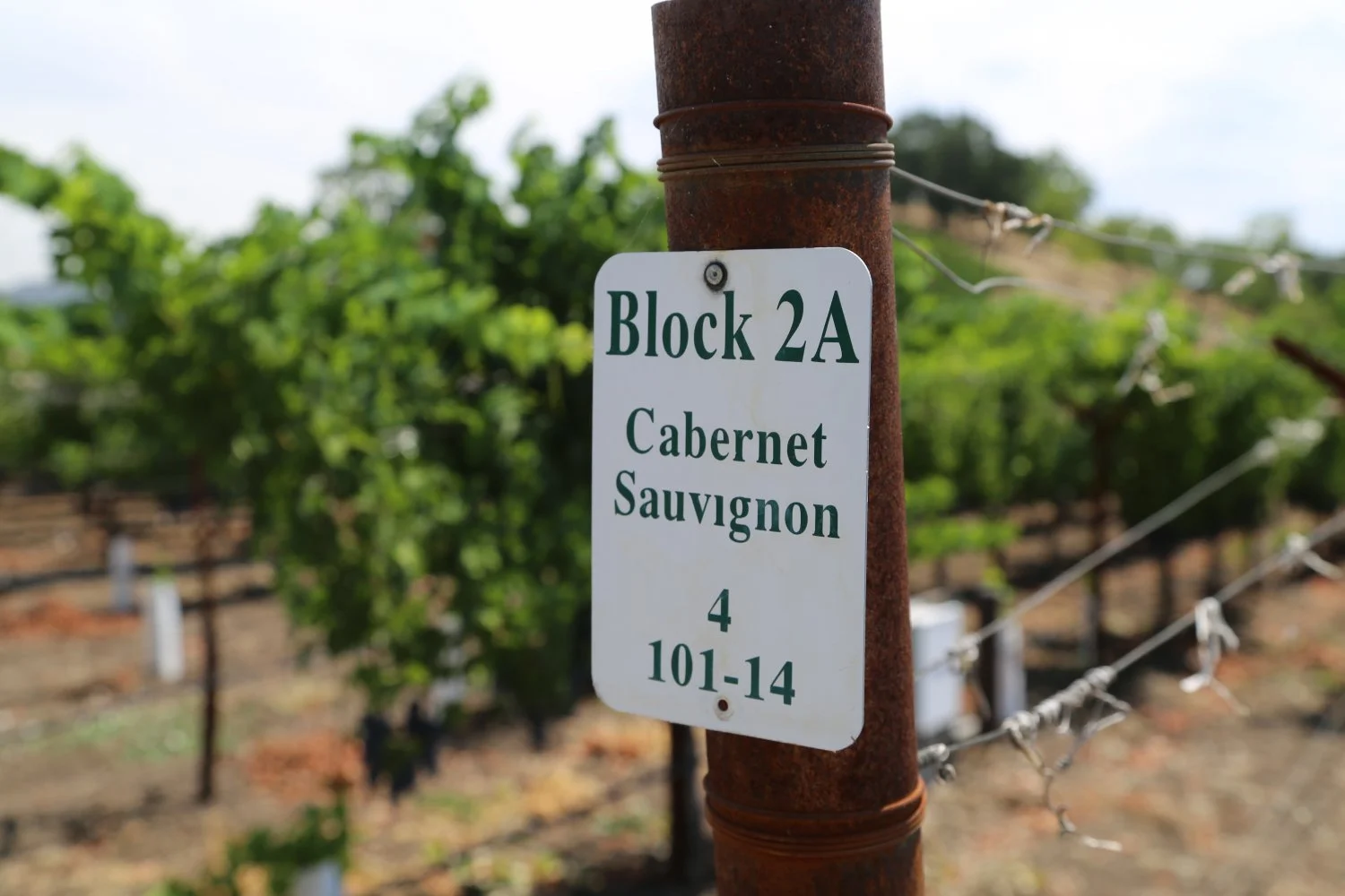 Close-up of a vineyard sign on a rusty pole indicating 'Block 2A, Cabernet Sauvignon, 4, 101-14' with a background of green grapevines and vineyard rows.