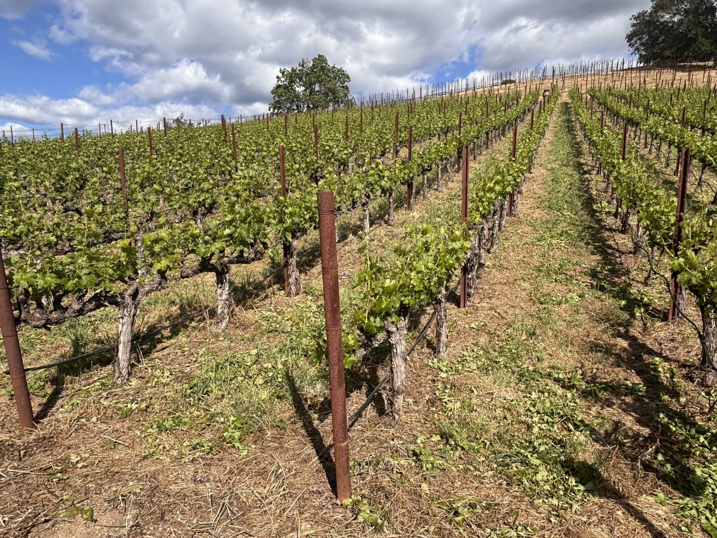 A vineyard with rows of grapevines on a hillside, under a partly cloudy sky.
