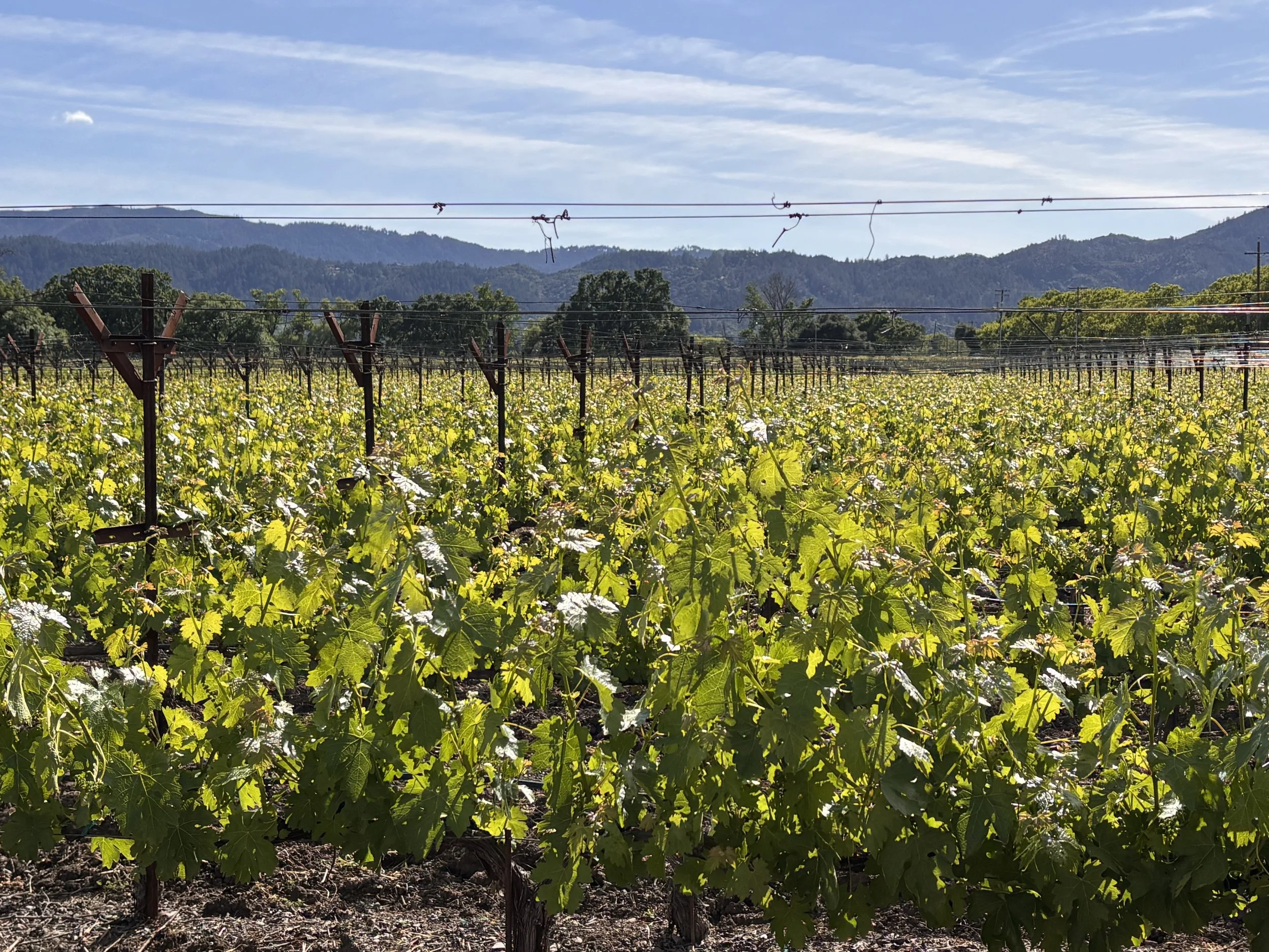 A vineyard with green grapevines, trellises, and wires, with distant mountains under a blue sky with wispy clouds.