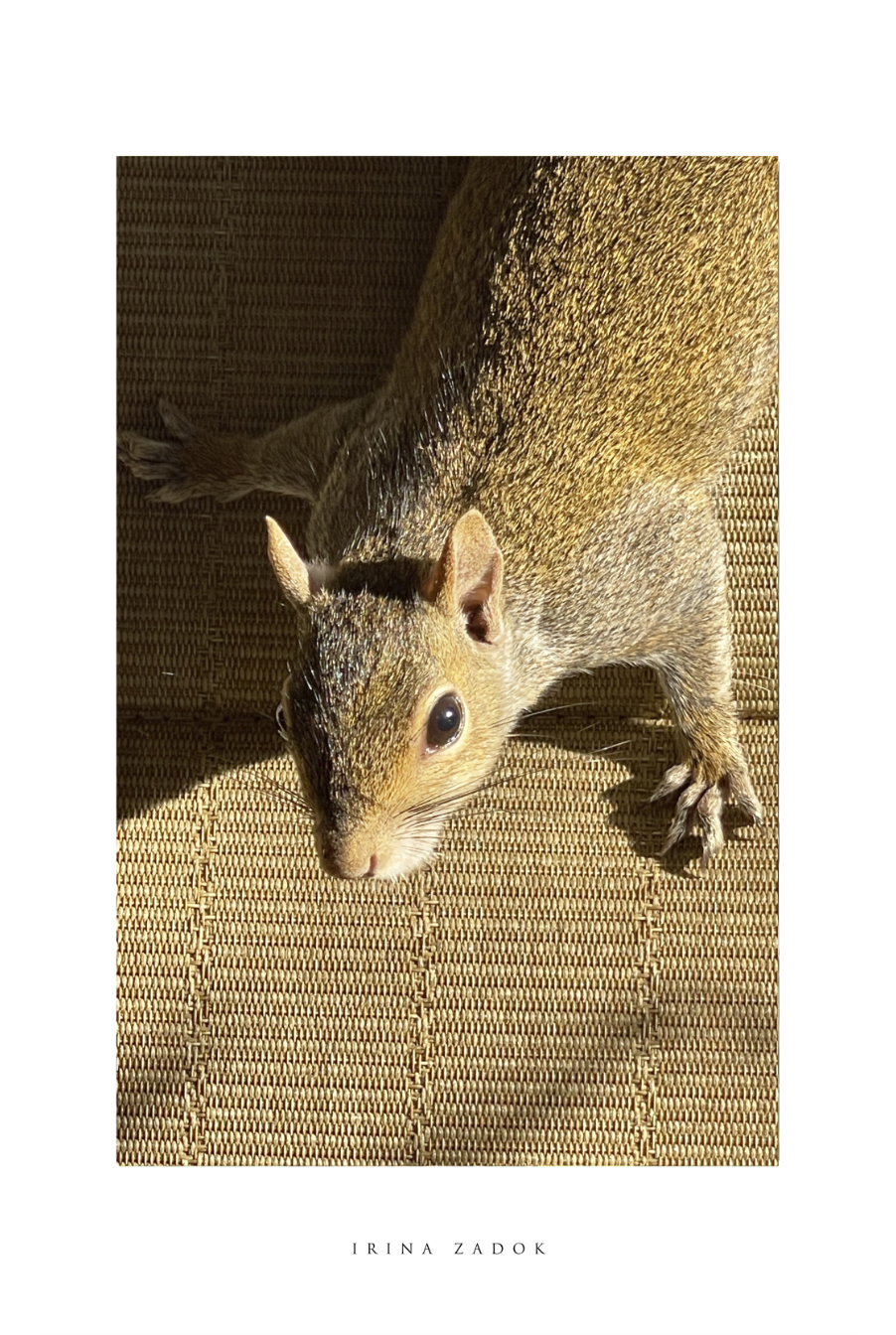 Moment of Curiosity – full artwork view