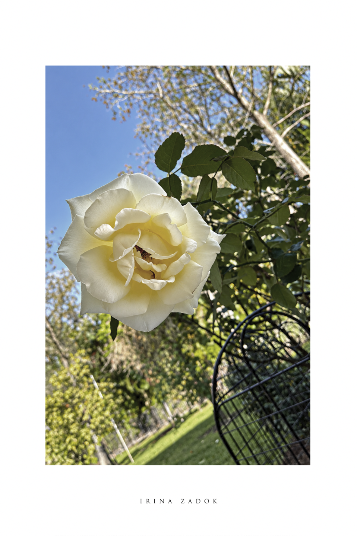 Ivory in Bloom – fine art nature photograph by Irina Zadok