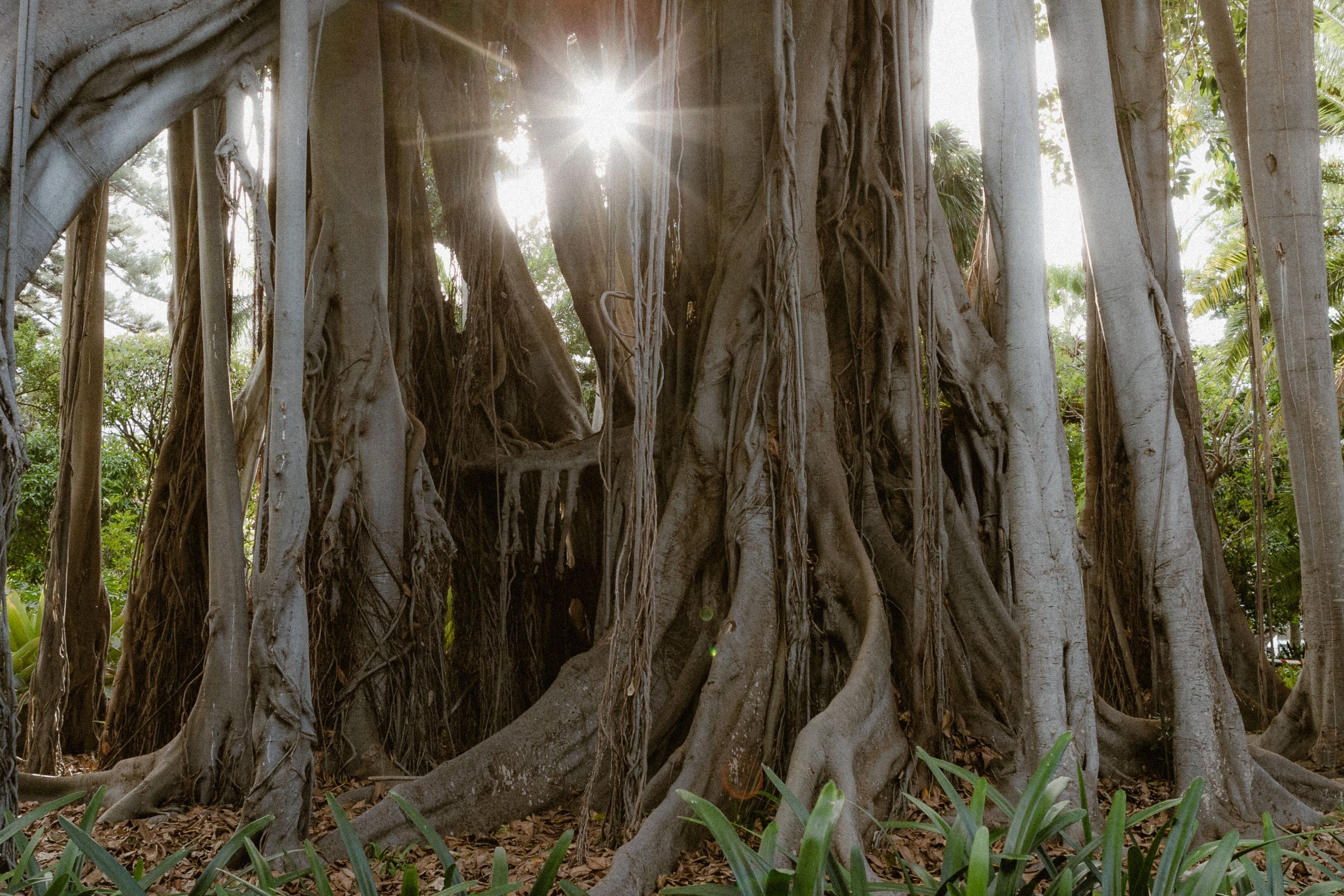Close-up of a large, intertwined banyan tree with roots and branches, sunlight shining through the foliage in the background.