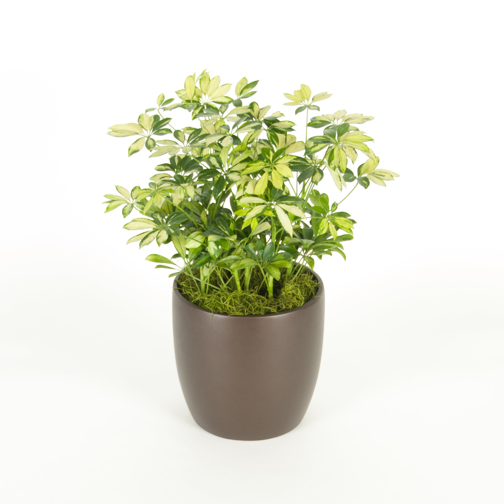 A potted plant with variegated green and yellow leaves, planted in a black pot with mossy ground cover, against a white background.