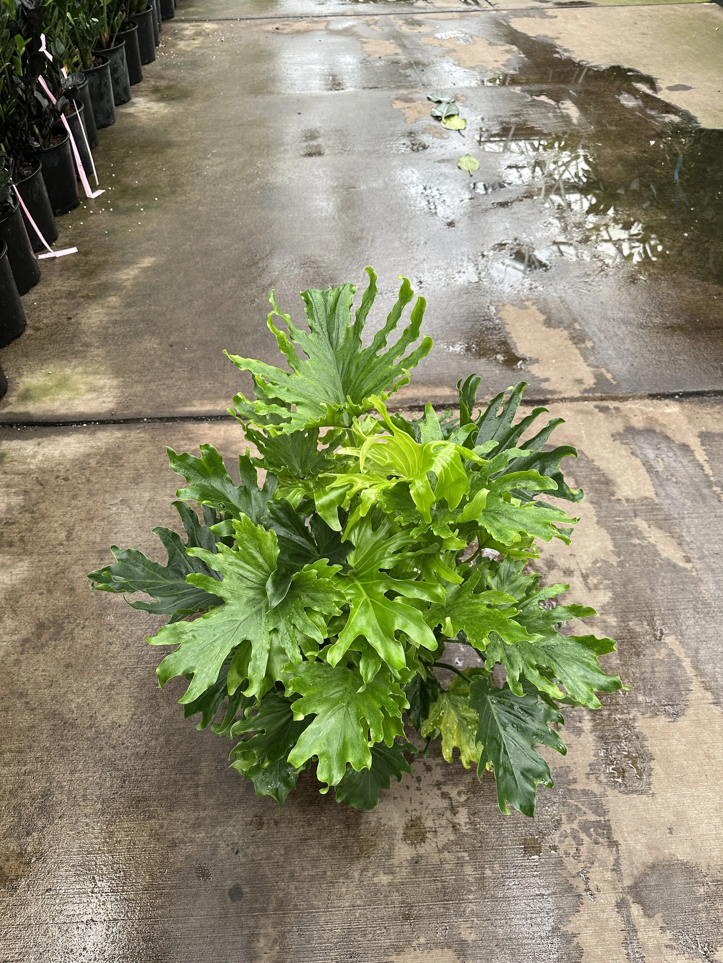8" philodendron lickety split $29.89