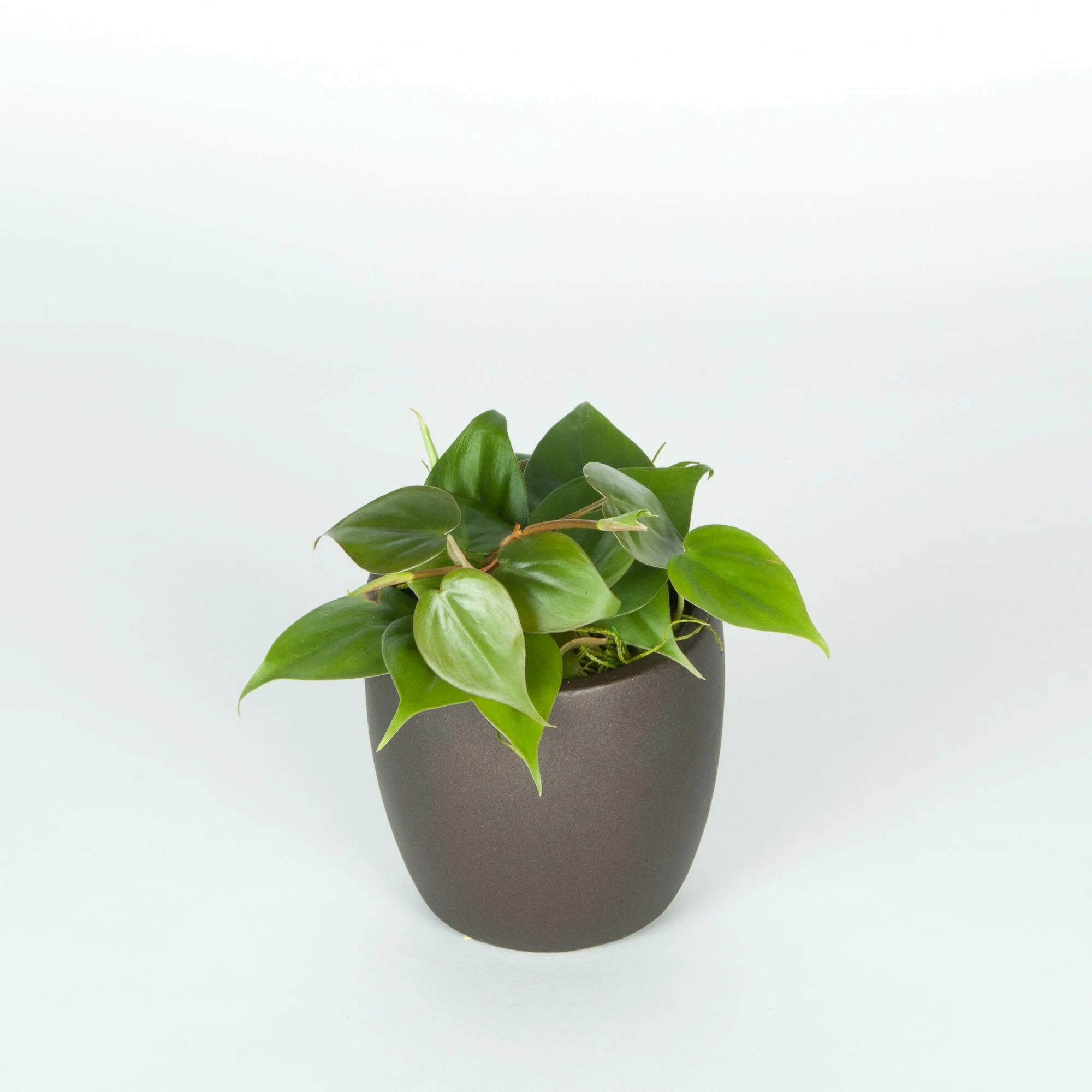 A potted green plant with broad leaves placed against a plain white background.
