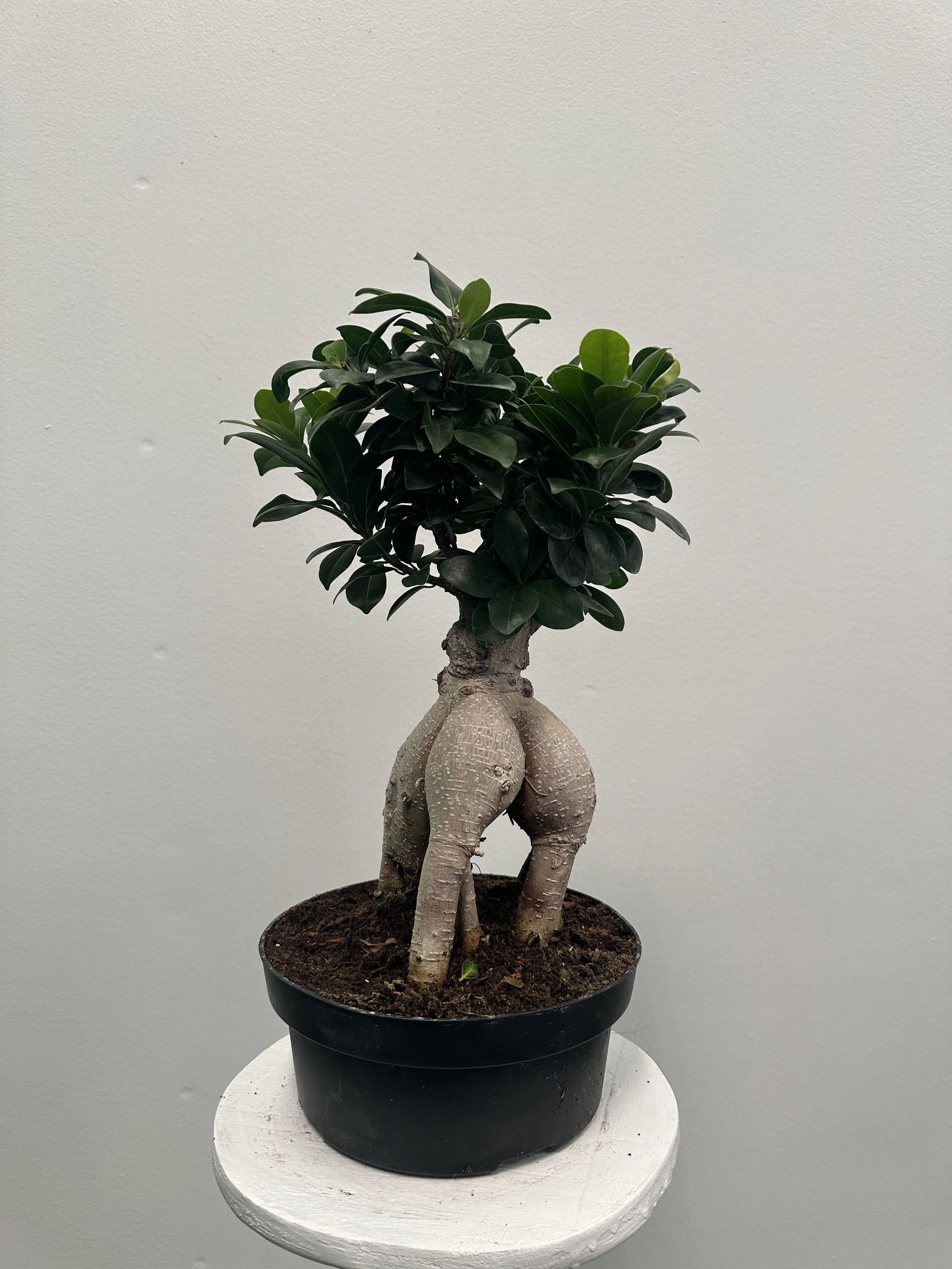 8" ficus ginseng bonsai - $56.25