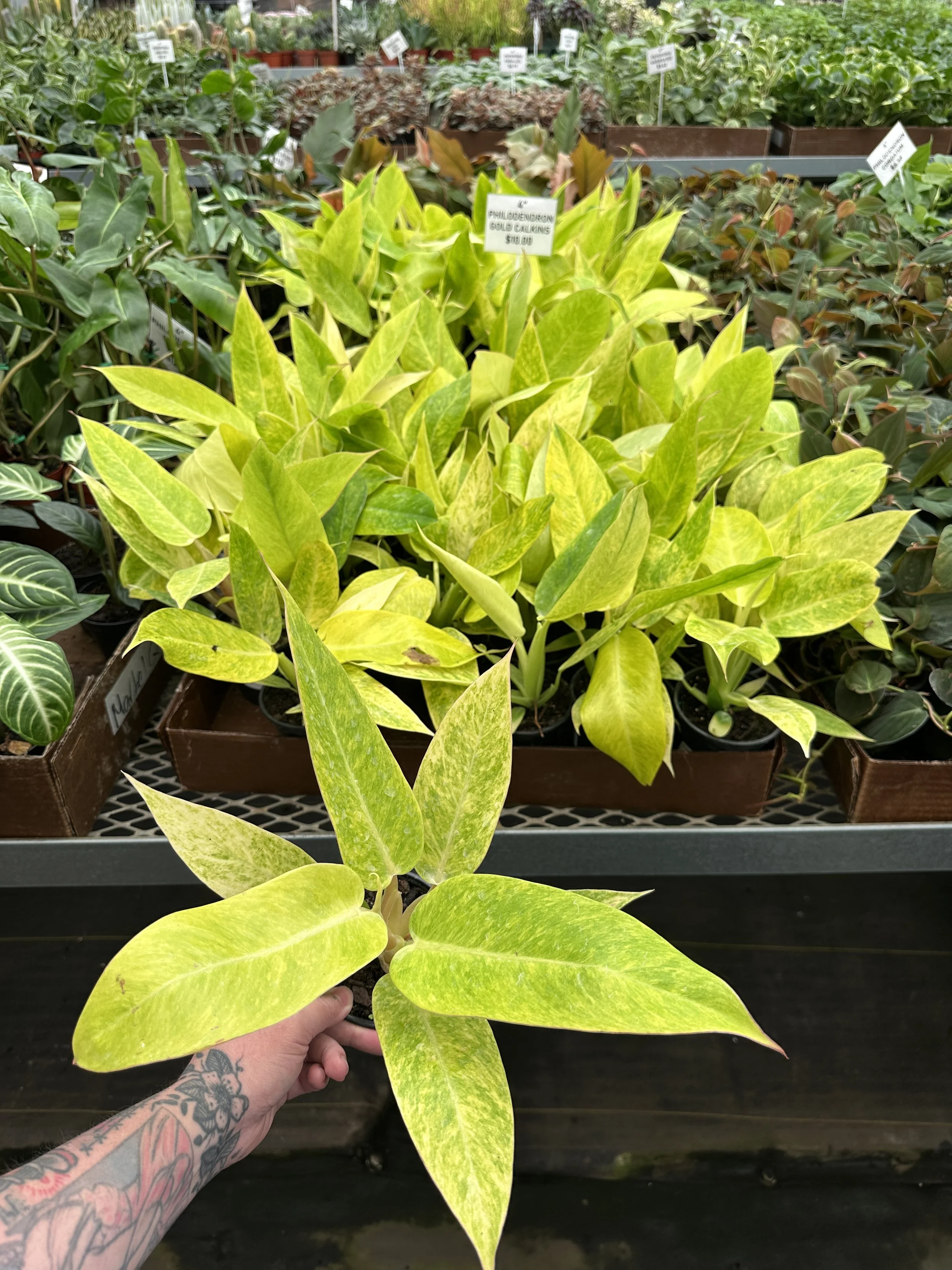 4" philodendron gold calkins - $10