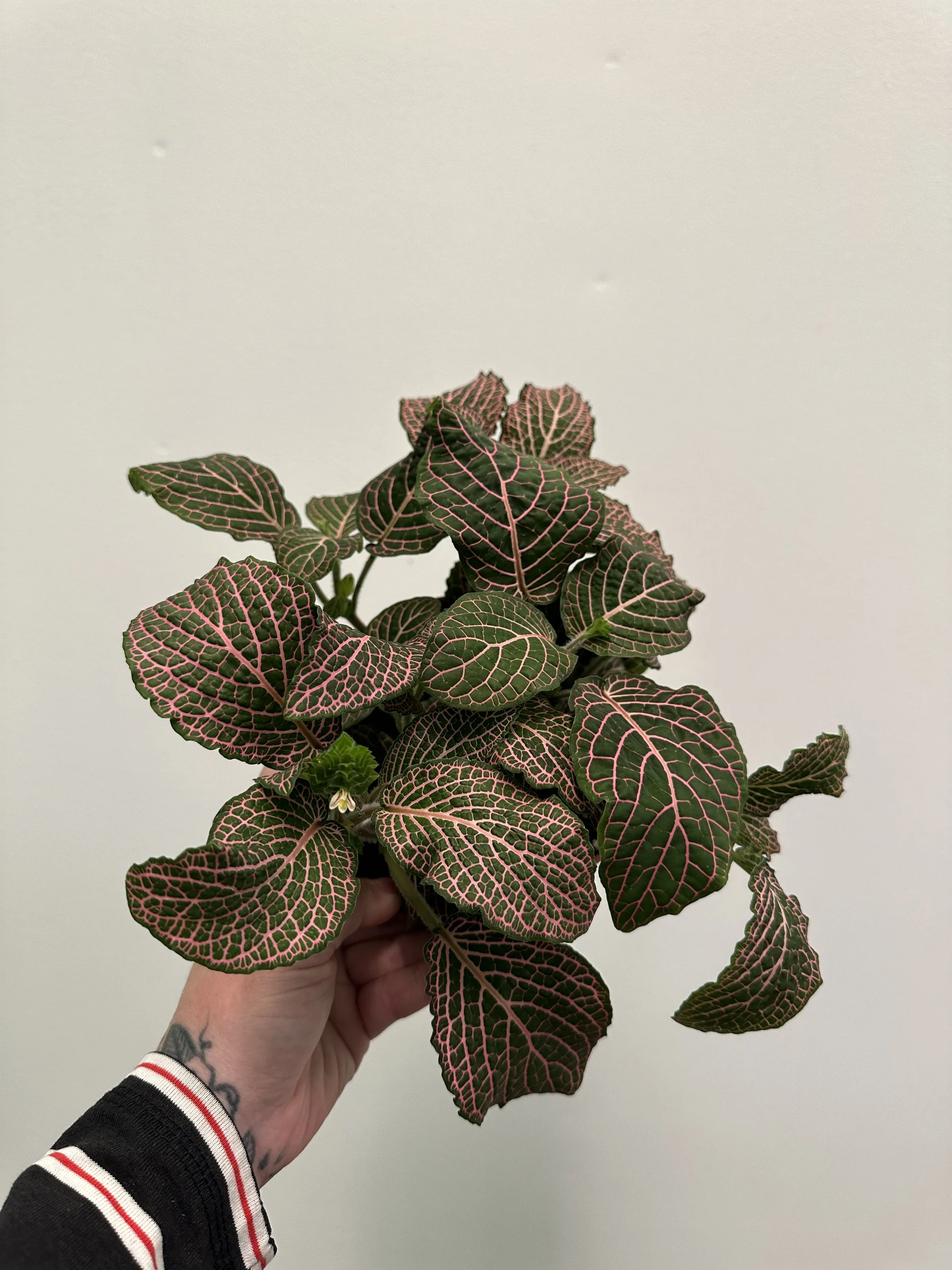 6" fittonia - $12.45