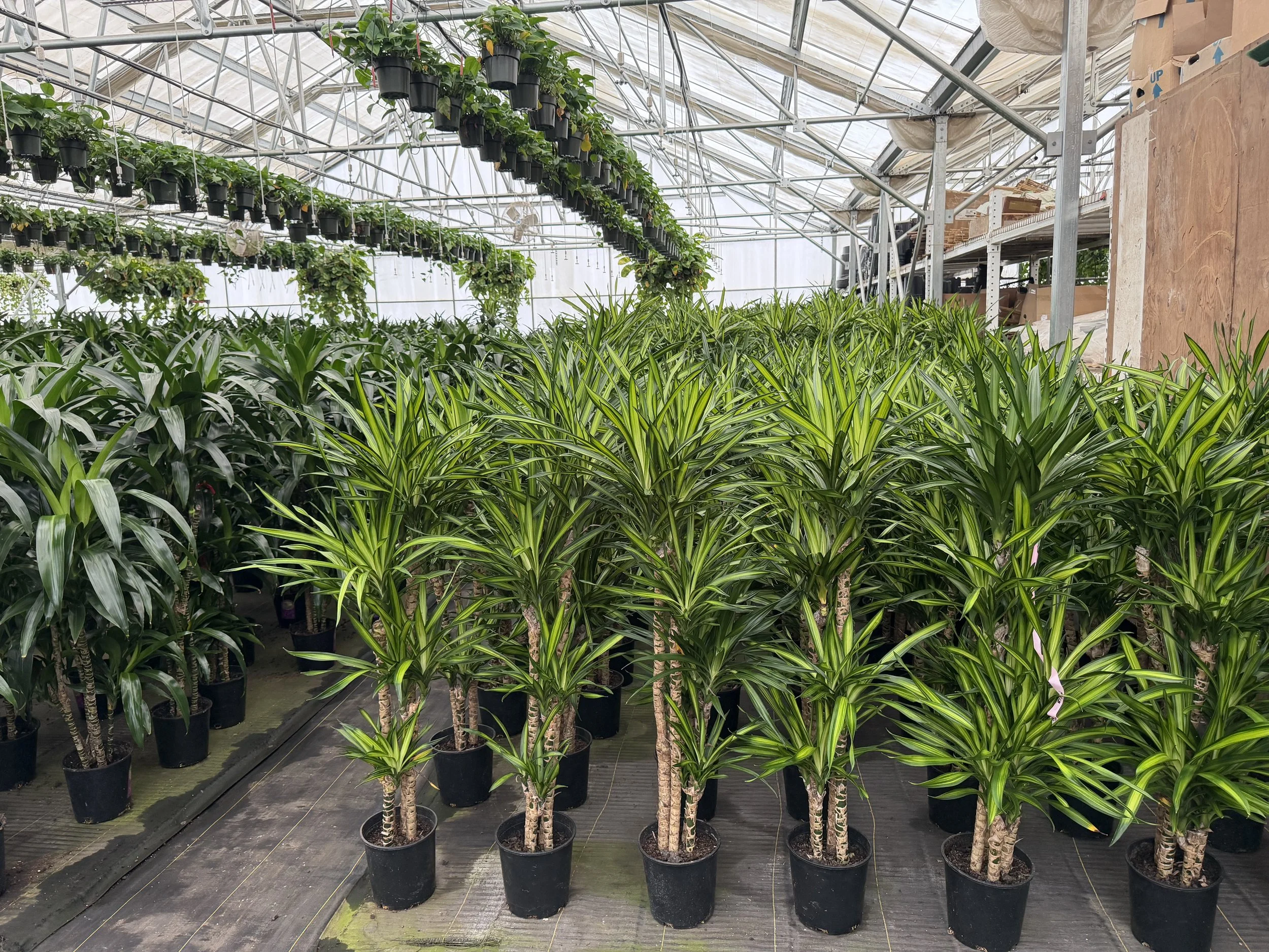 Rows of potted plants, including hanging plants and plants with striped green and yellow leaves, inside a greenhouse with a metal frame and transparent roof.