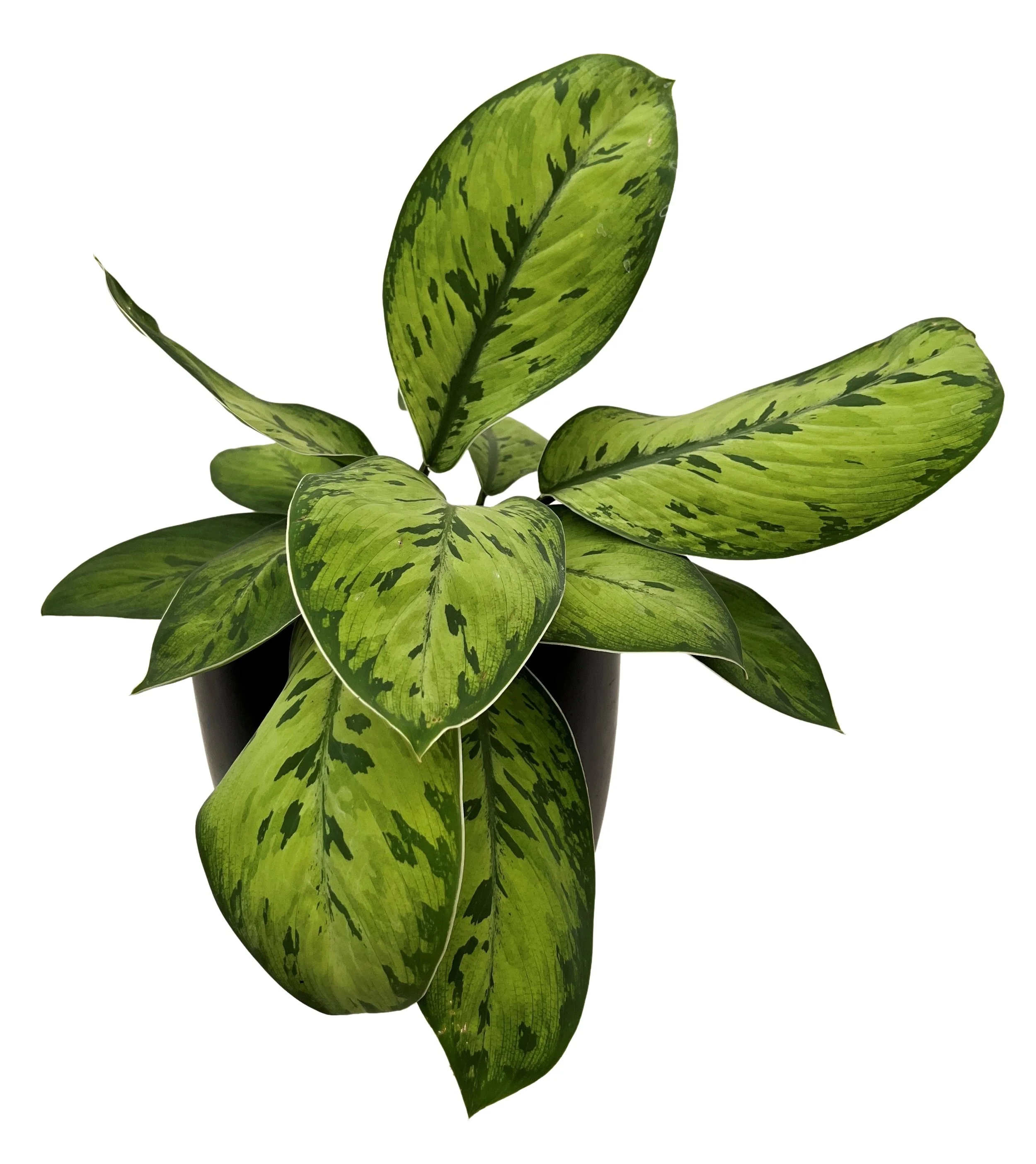 A potted plant with large green leaves featuring dark green and light green variegation, set against a plain white background.