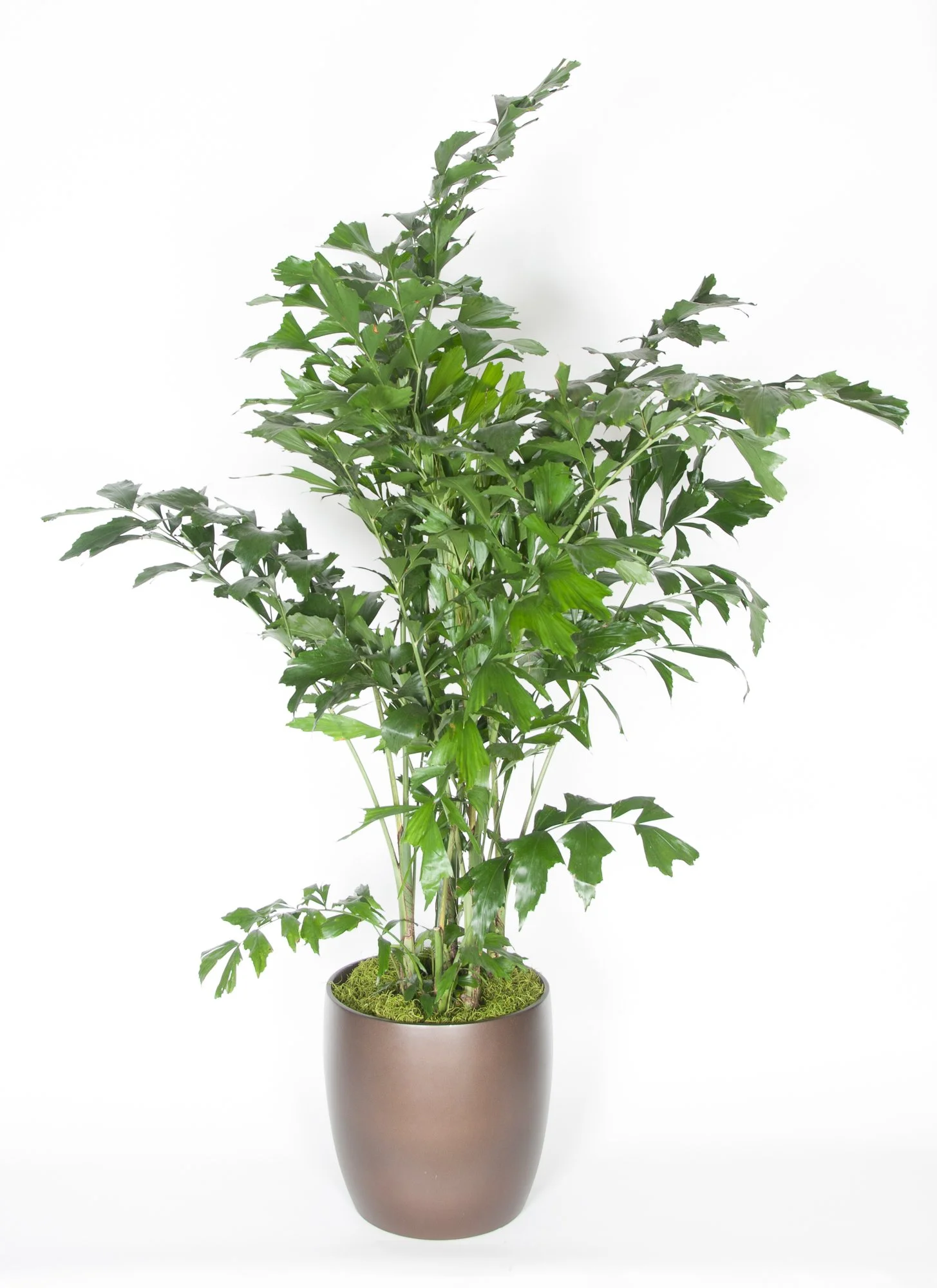 A potted indoor plant with green leaves in a brown pot