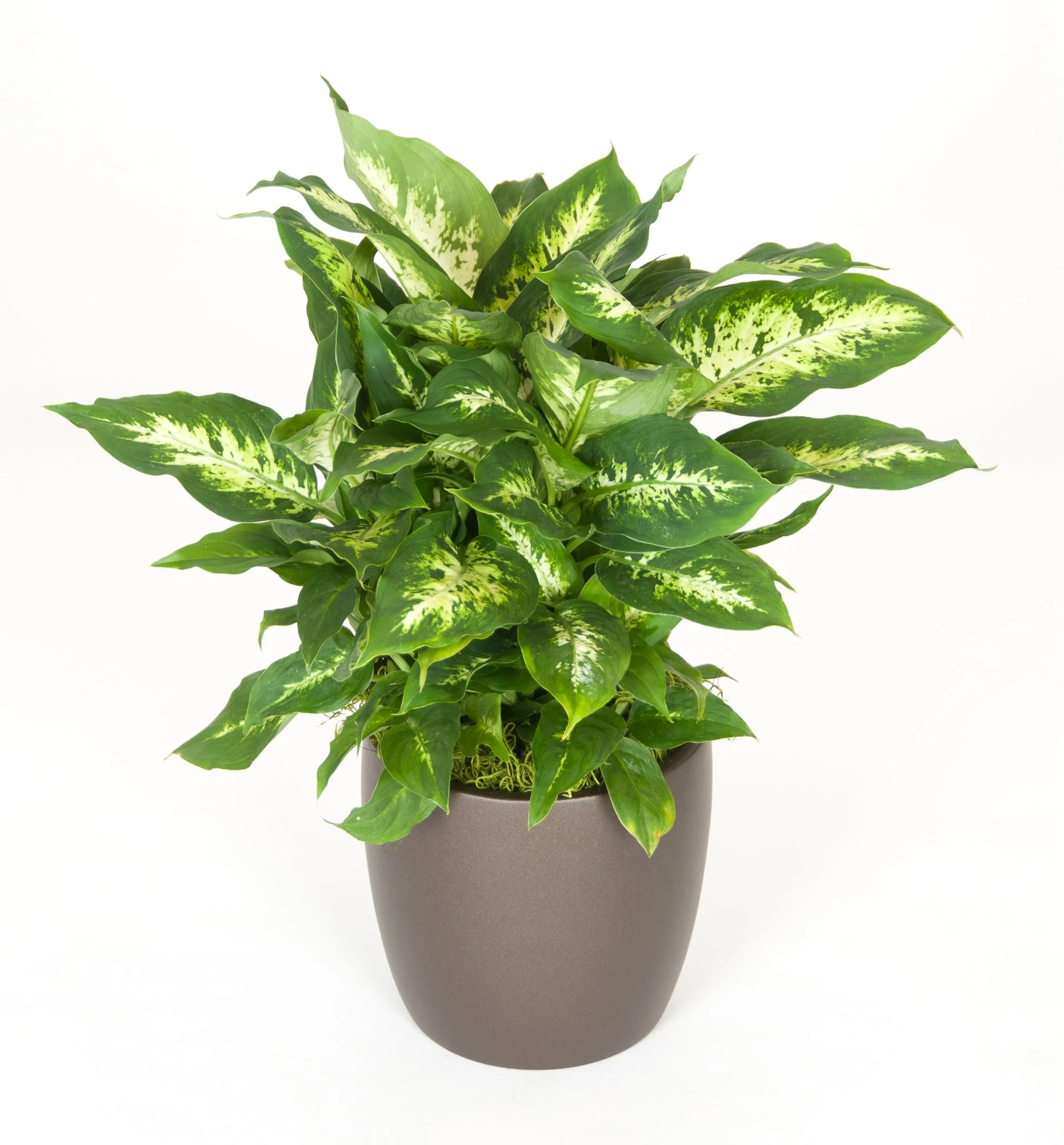 A potted plant with green and yellow variegated leaves against a white background.