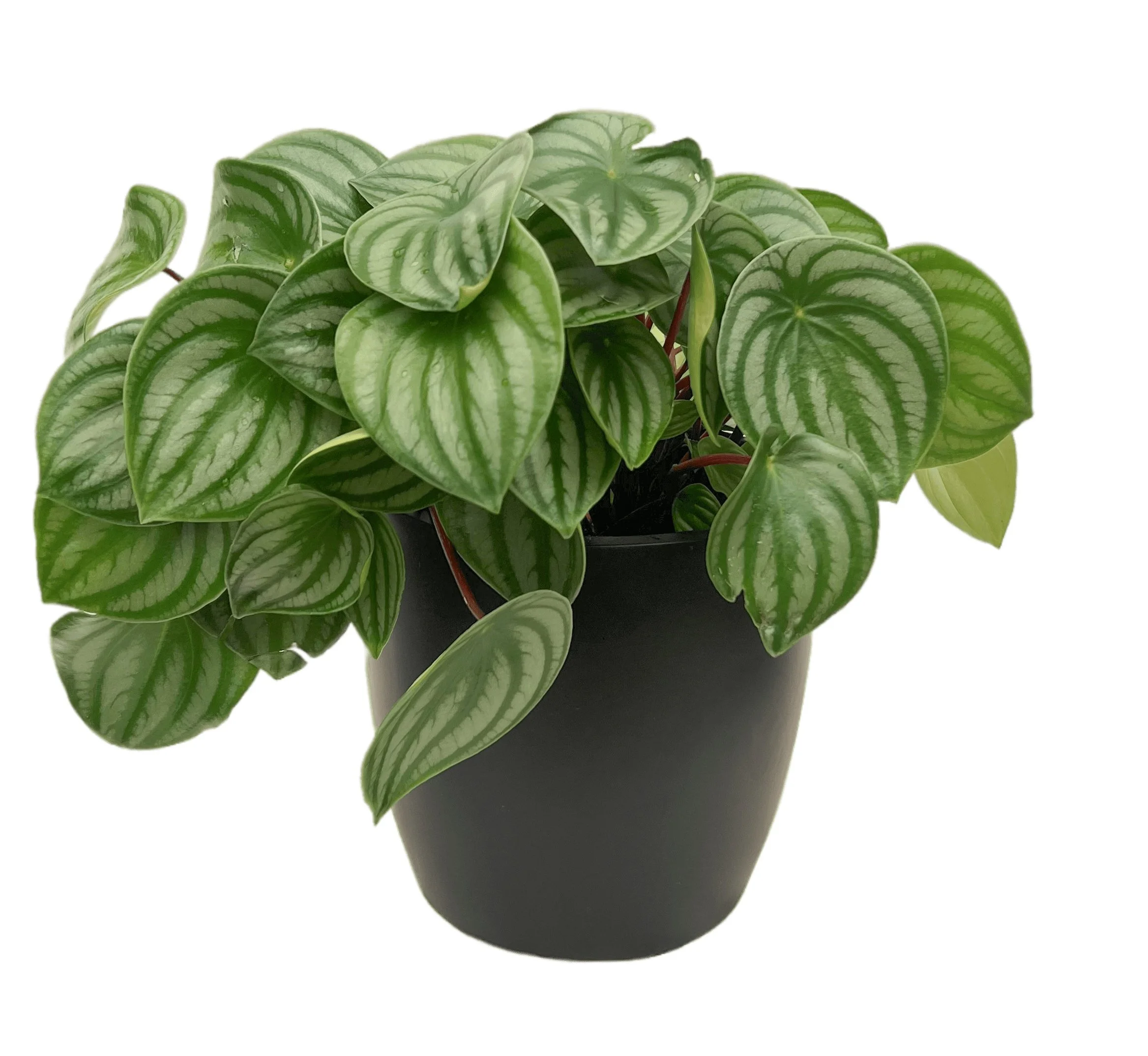 A potted green plant with large, variegated leaves against a white background.