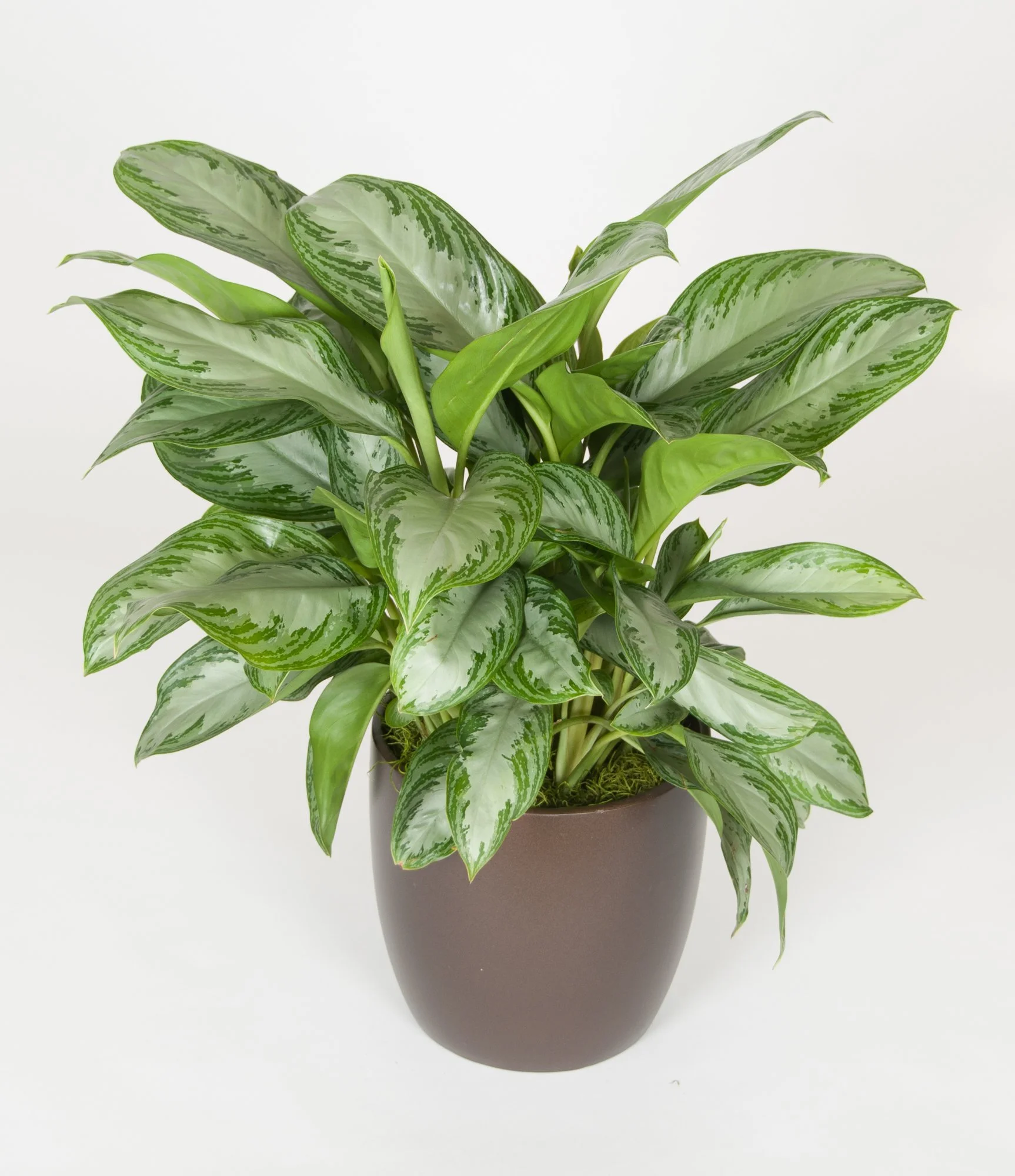 A potted indoor houseplant with large variegated green and white leaves on a light background.