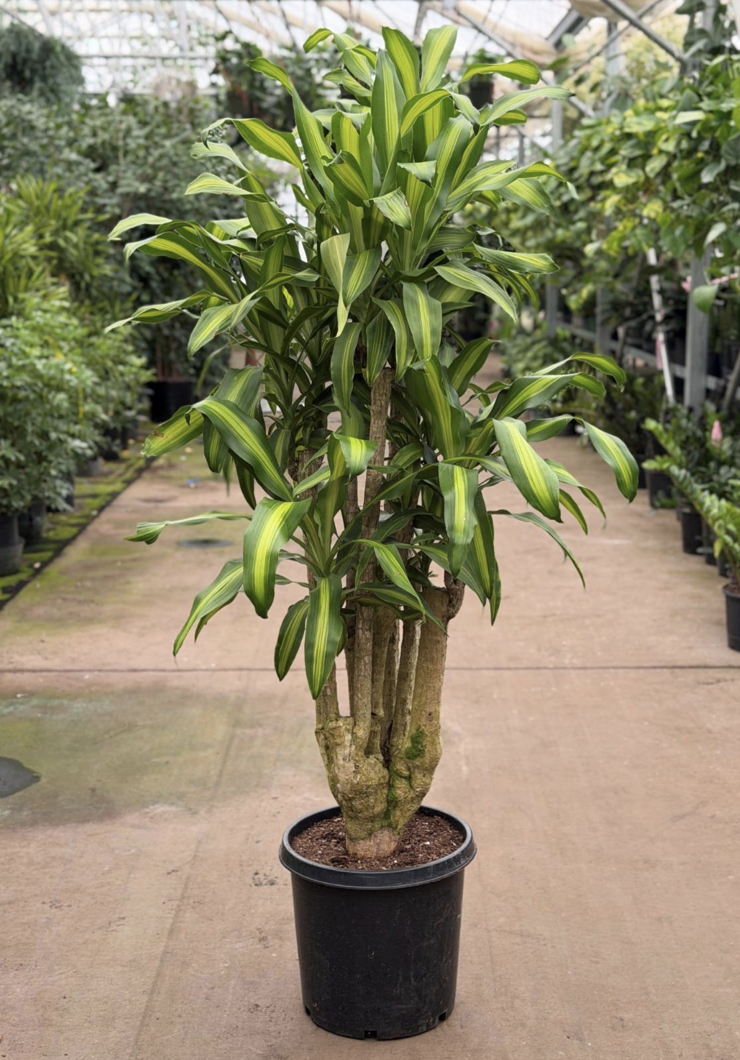 10gal Dracaena Massangeana Stump -$394.45