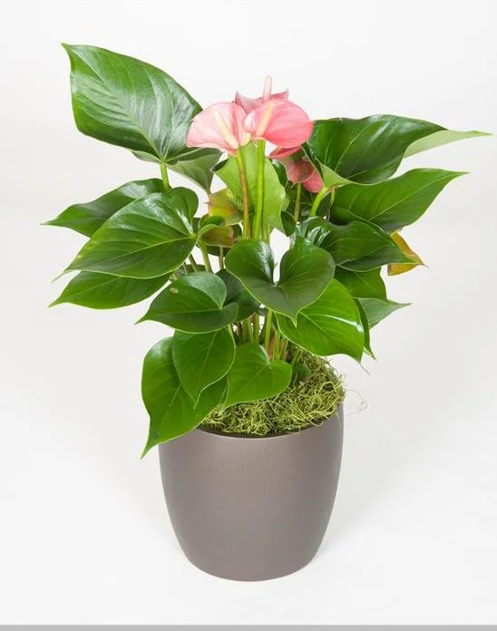 Potted pink and green flowering plant with large green leaves