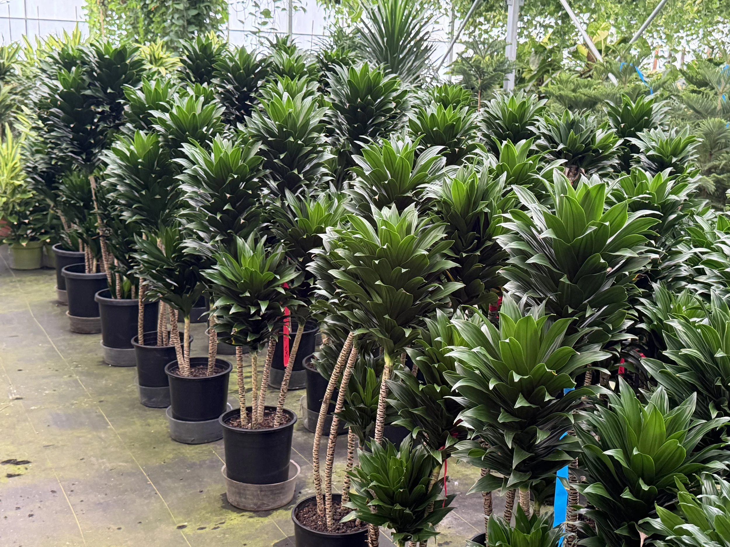 Rows of potted green houseplants with broad, glossy leaves inside a greenhouse.