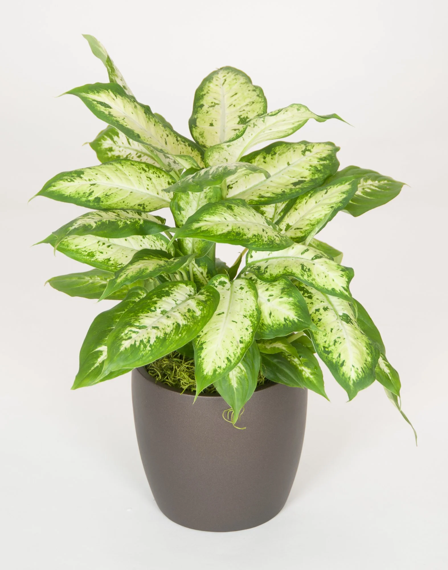 A potted variegated plant with green and white leaves against a white background.