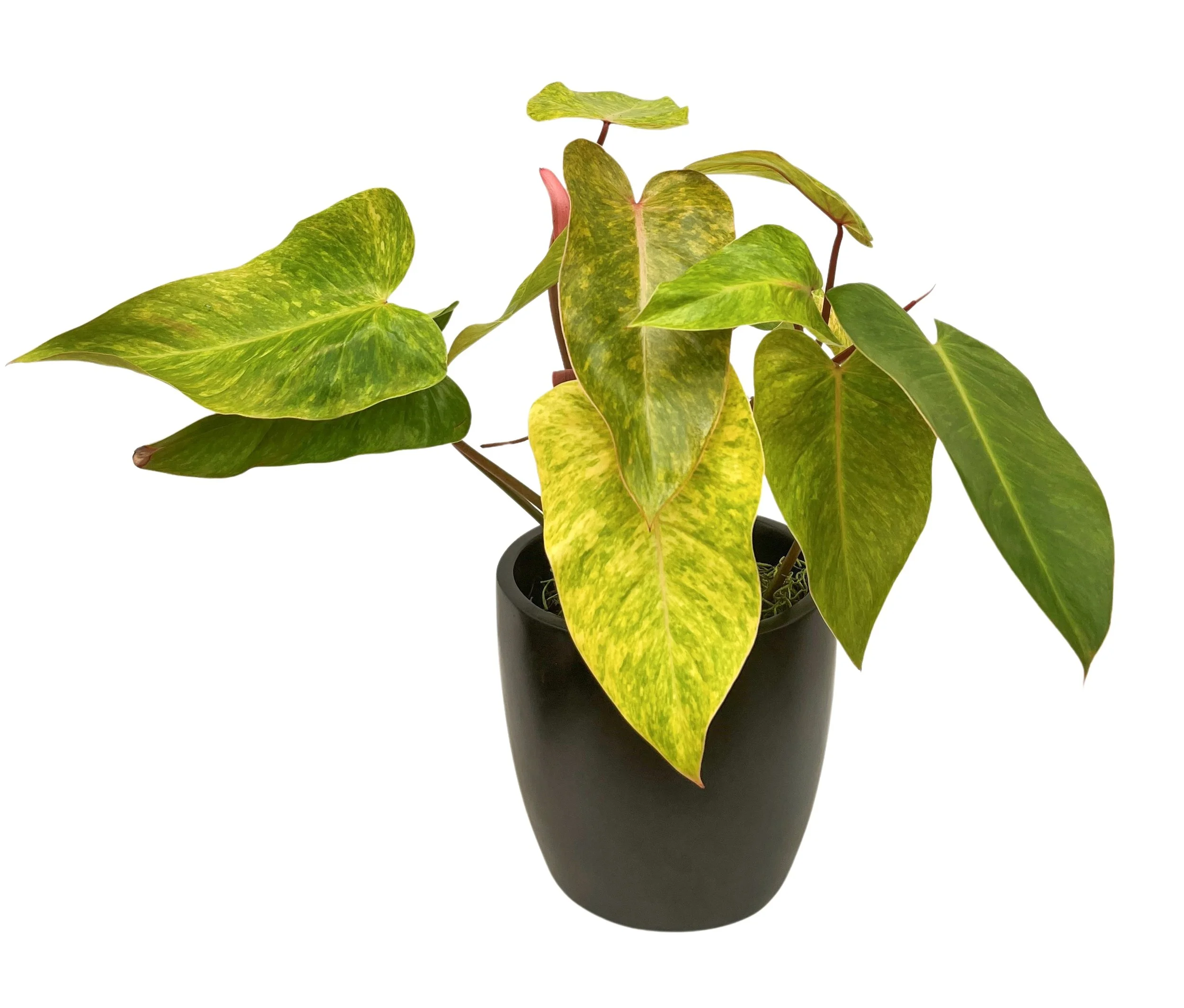 A potted pothos plant with variegated green and yellow leaves against a white background.
