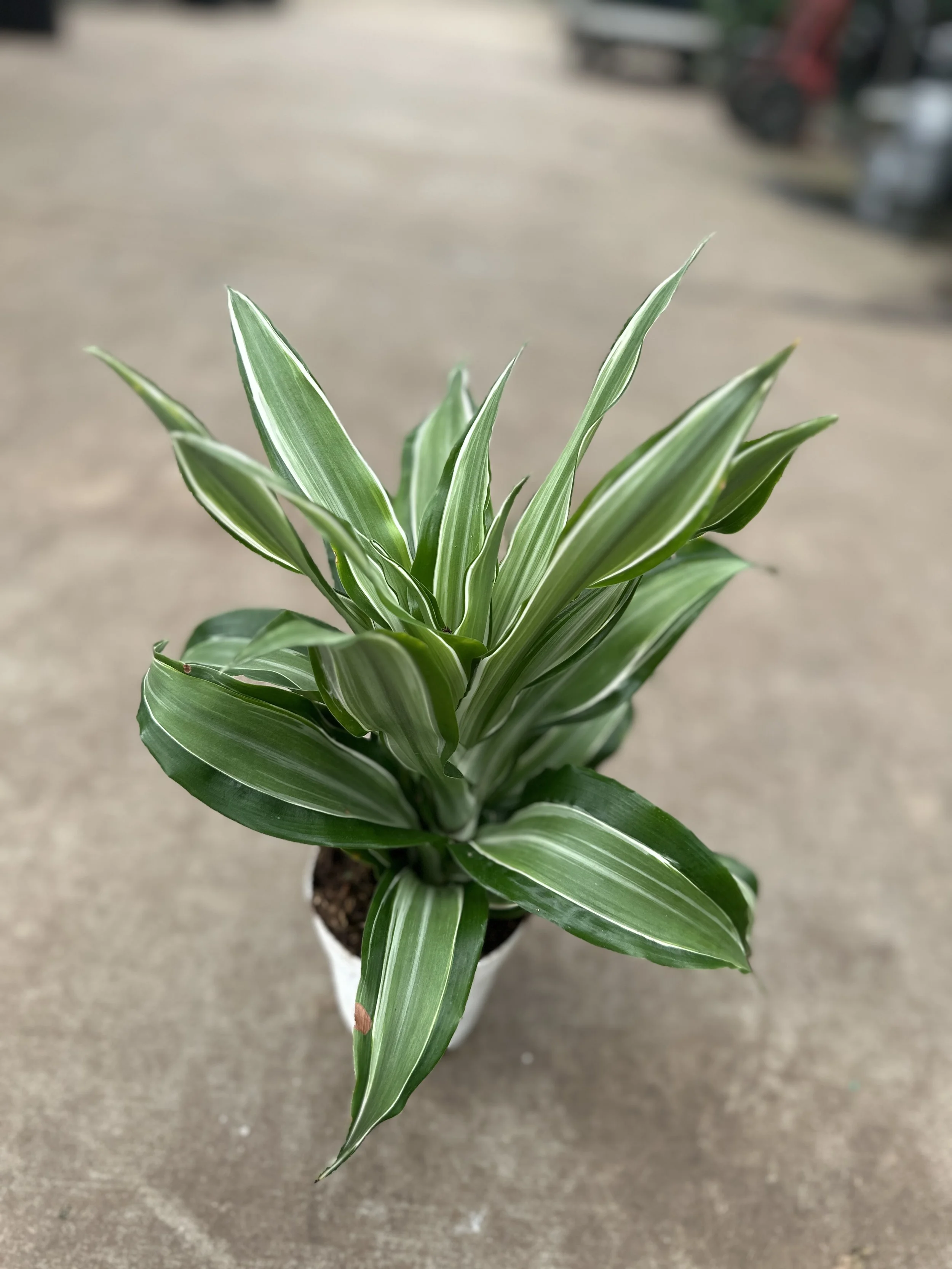 4" dracaena kanzi - $7.18