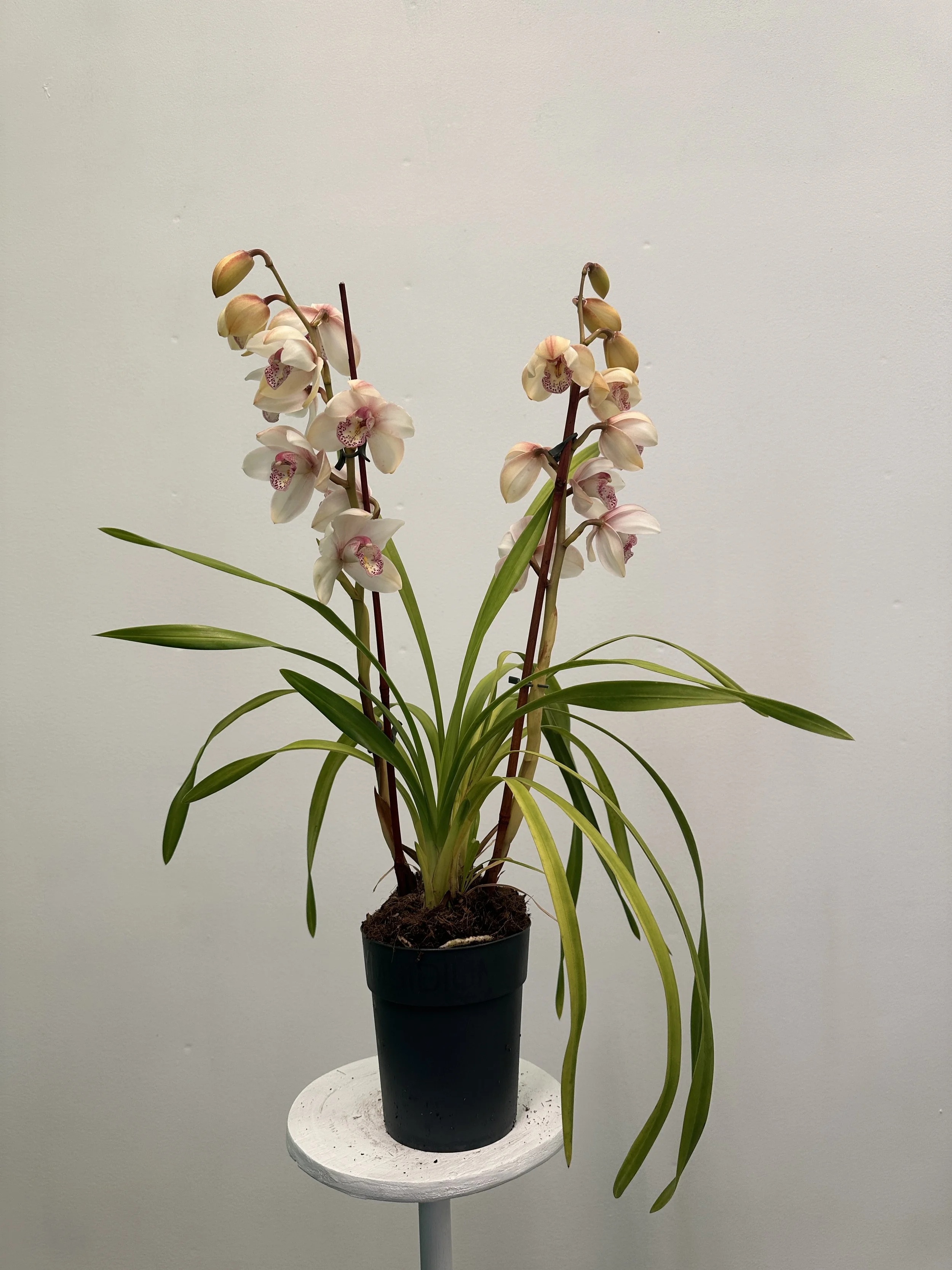 1gal cymbidium orchid- $24