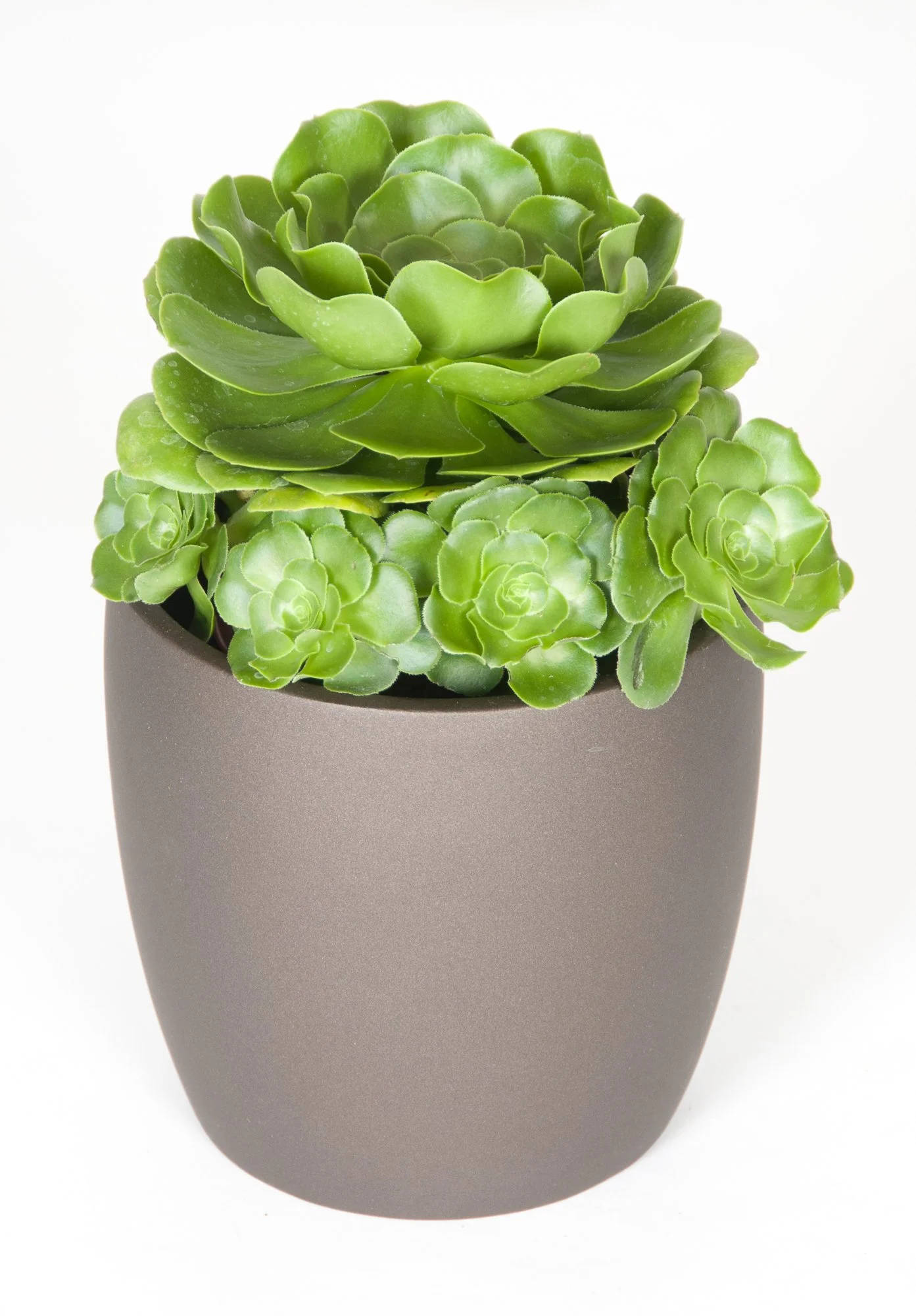 Green succulent plants in a gray pot on a plain background.