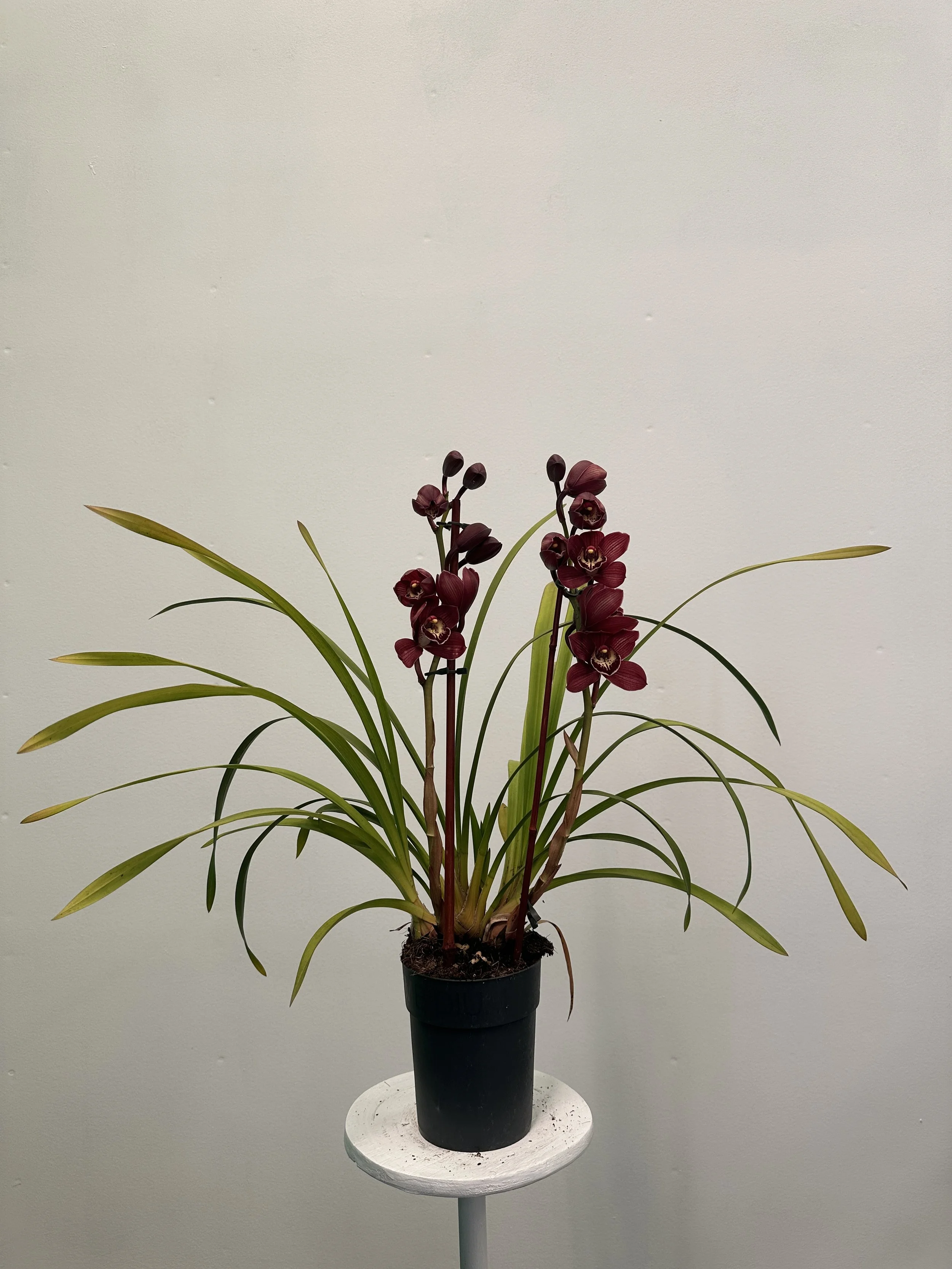 1gal cymbidium orchid- $24