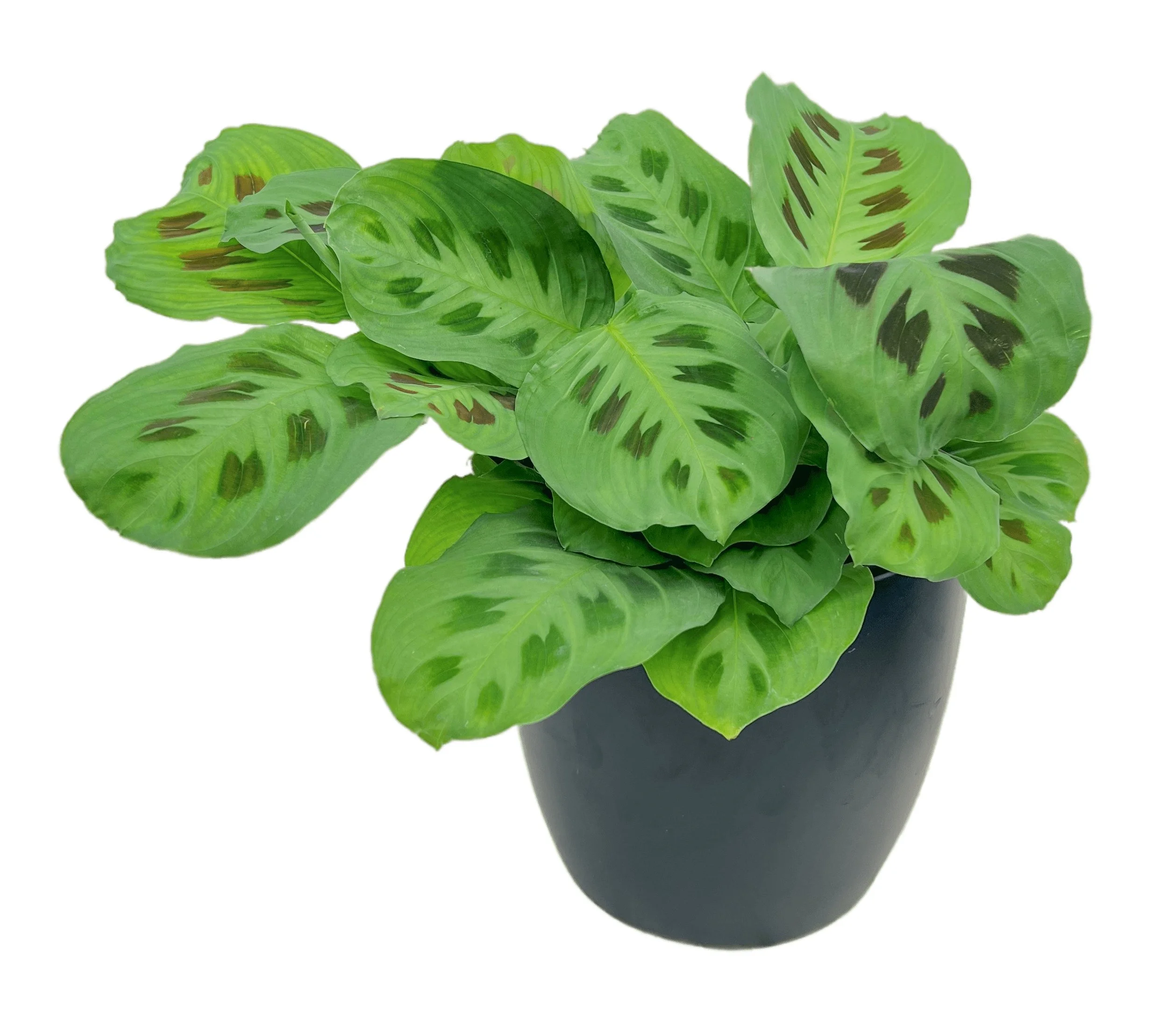 A potted plant with large green leaves that have dark green and brown markings.