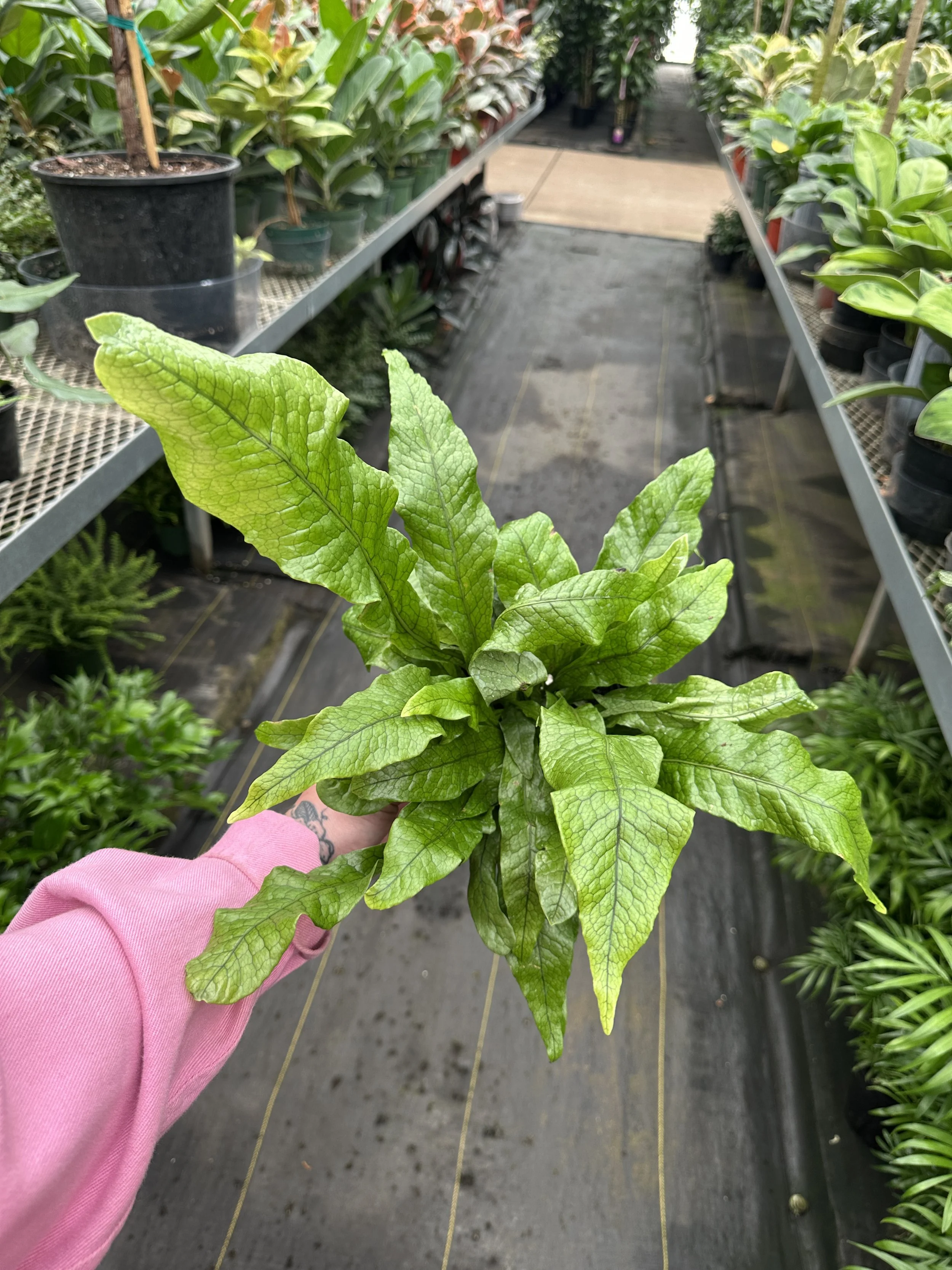 6" crocodile fern - $14.97
