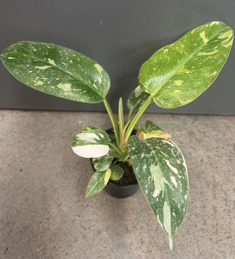 4in Philodendron Congo Green Nuclear - $23.06