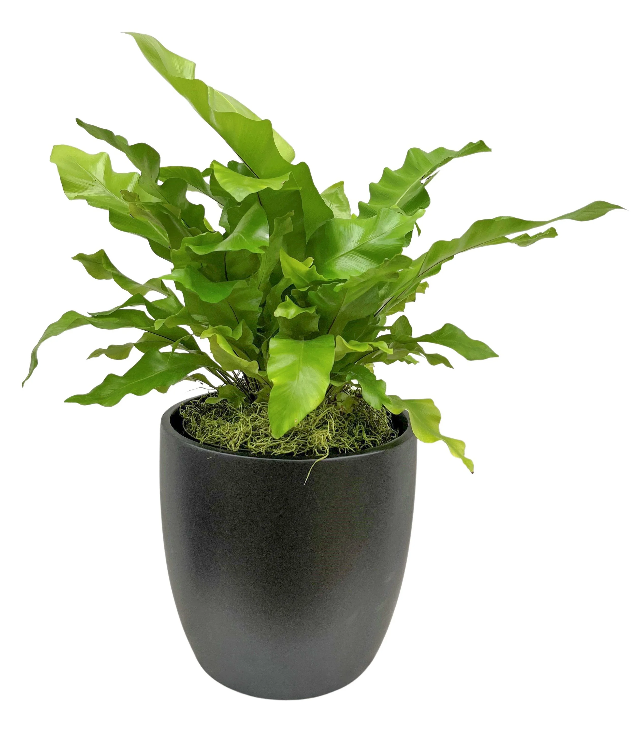 A lush green houseplant with wavy leaves in a gray pot against a white background.