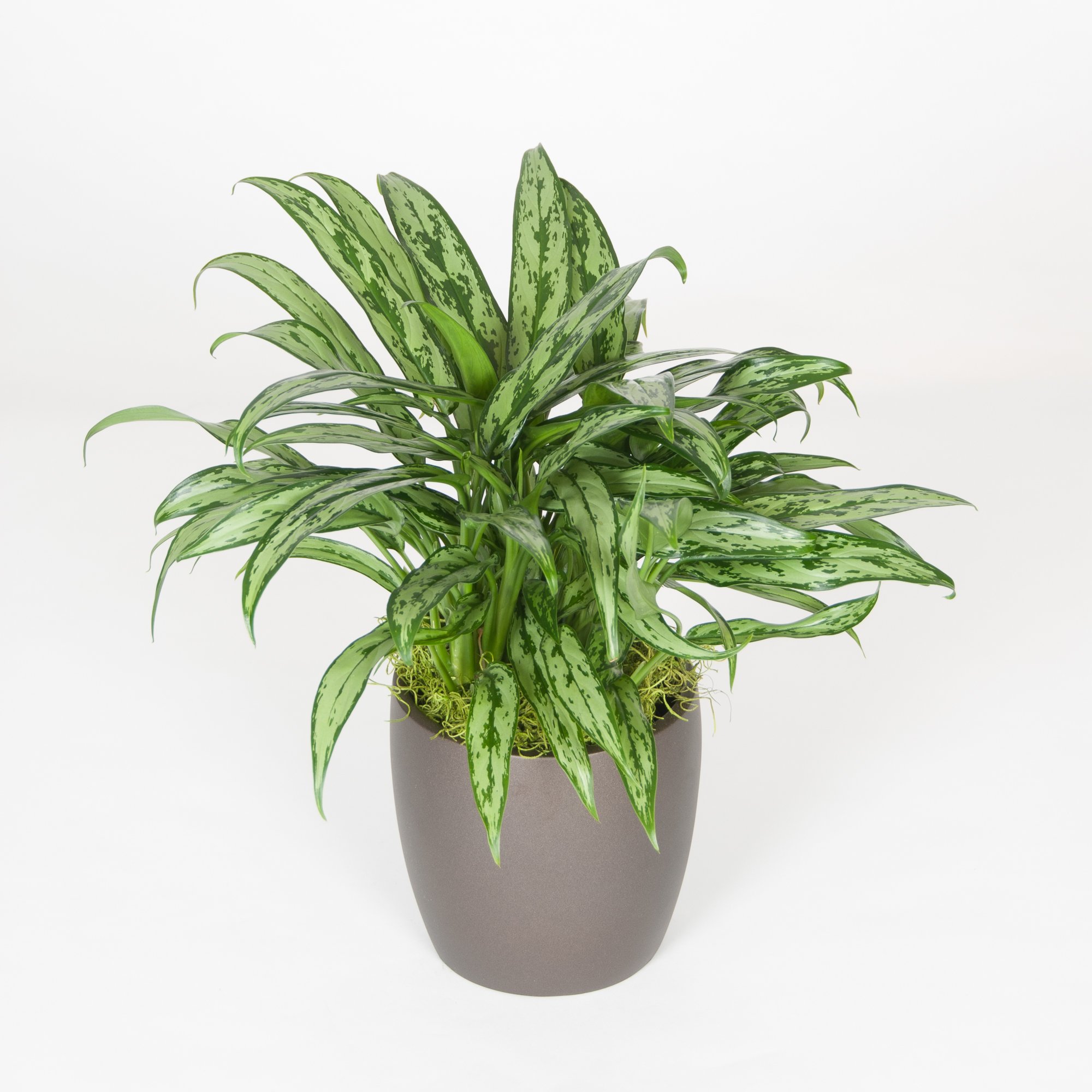 A potted green houseplant with large variegated leaves in a gray ceramic pot against a plain white background.