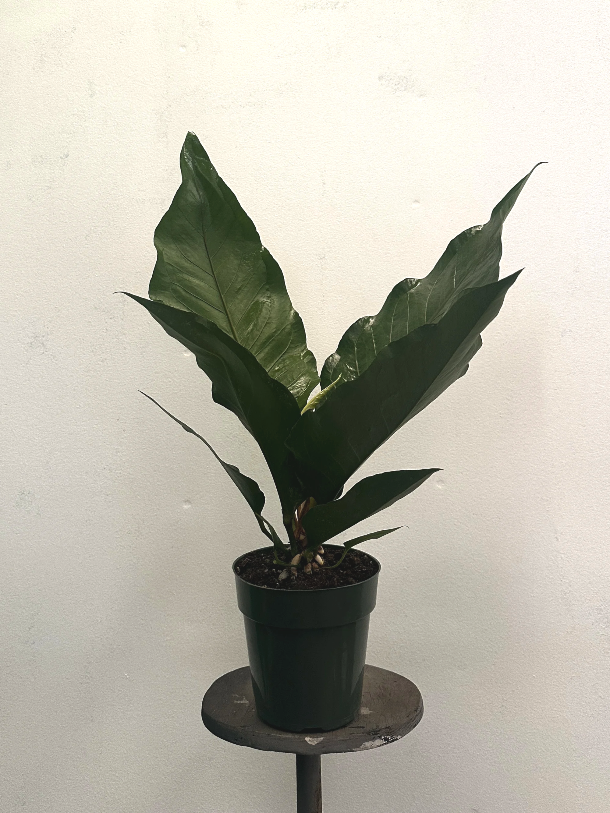6" anthurium waterdragon - $20.12