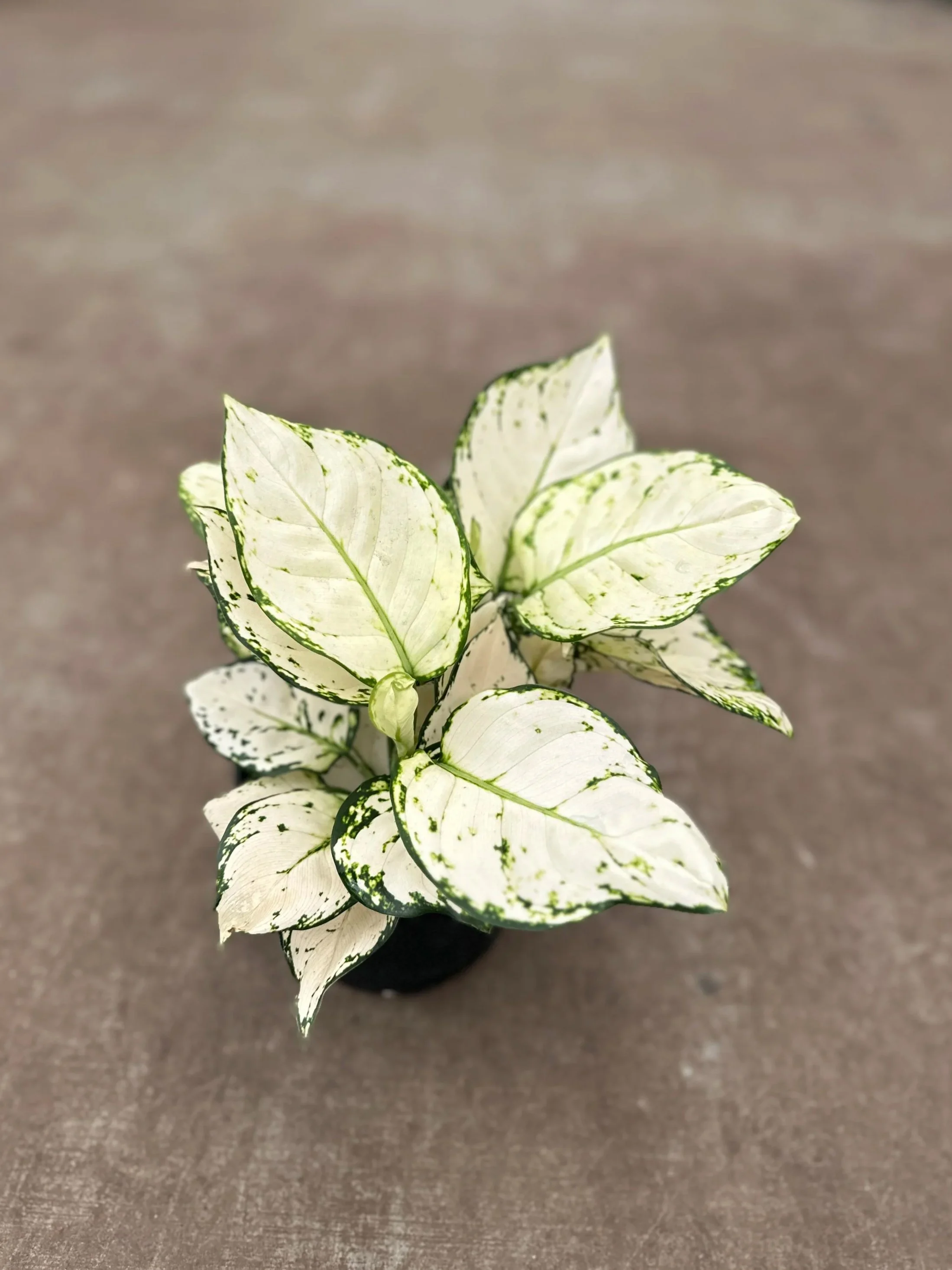 Aglaonema white valentine - $42.50