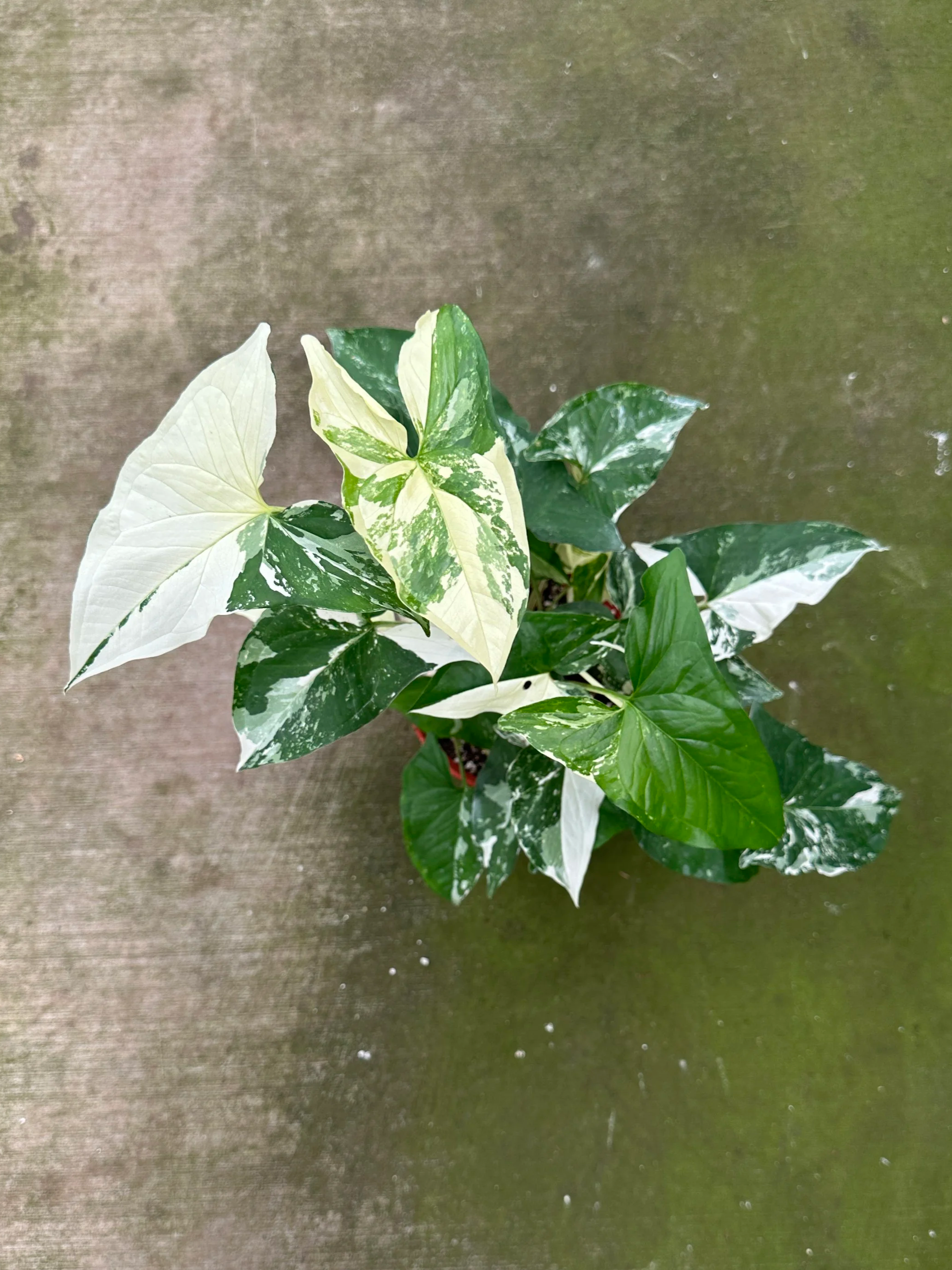 4" syngonium albo - $20