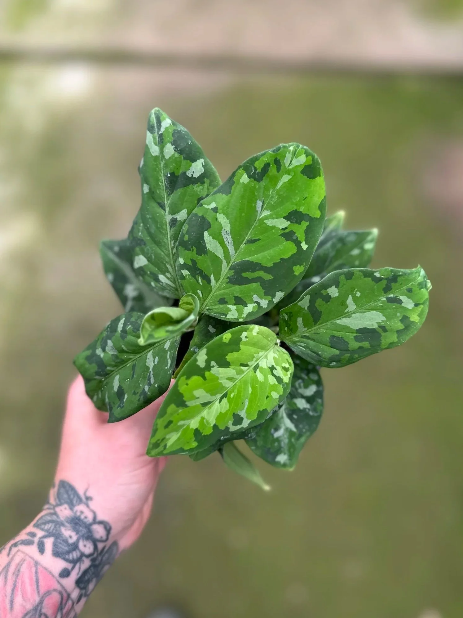 4" aglaonema pictum tricolor - $25