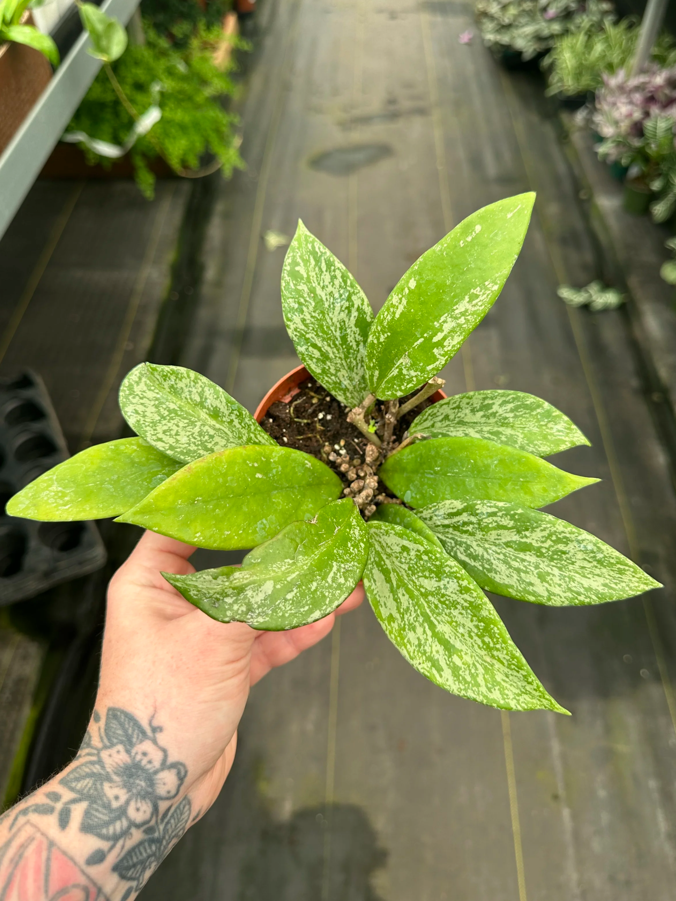 4" hoya pubicalyx - $11.61