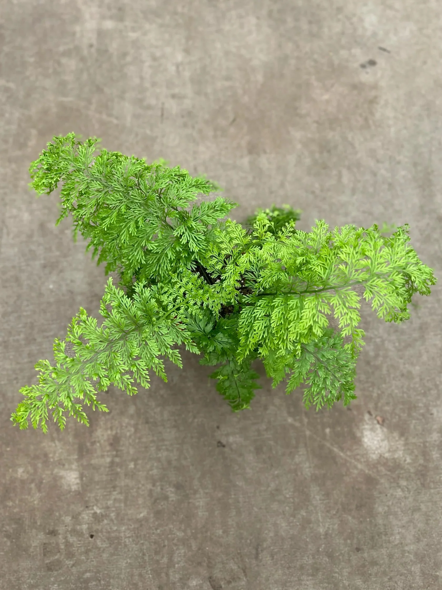 6" mother fern - $16.34