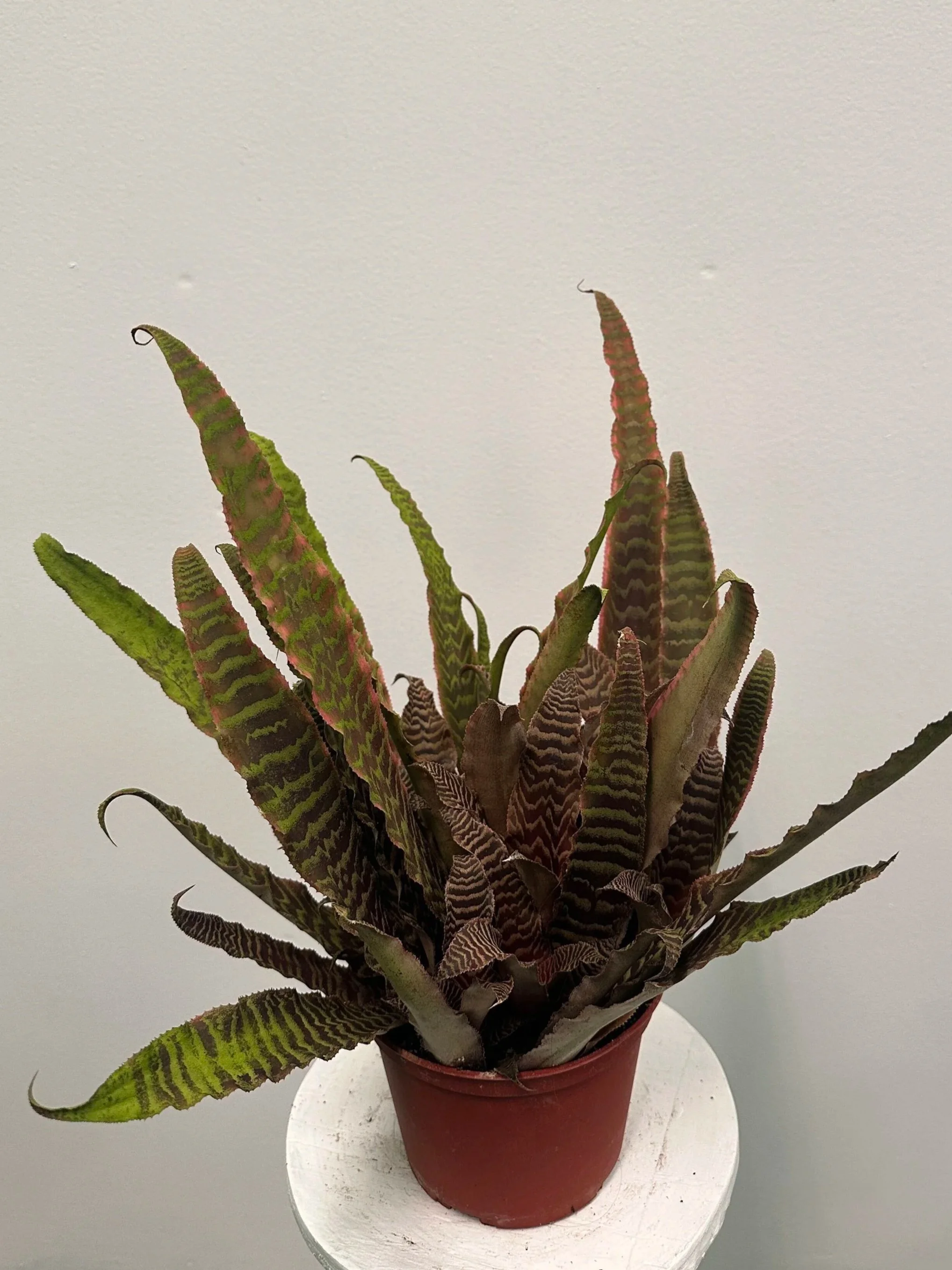 6" cryptanthus Elaine - $21.70