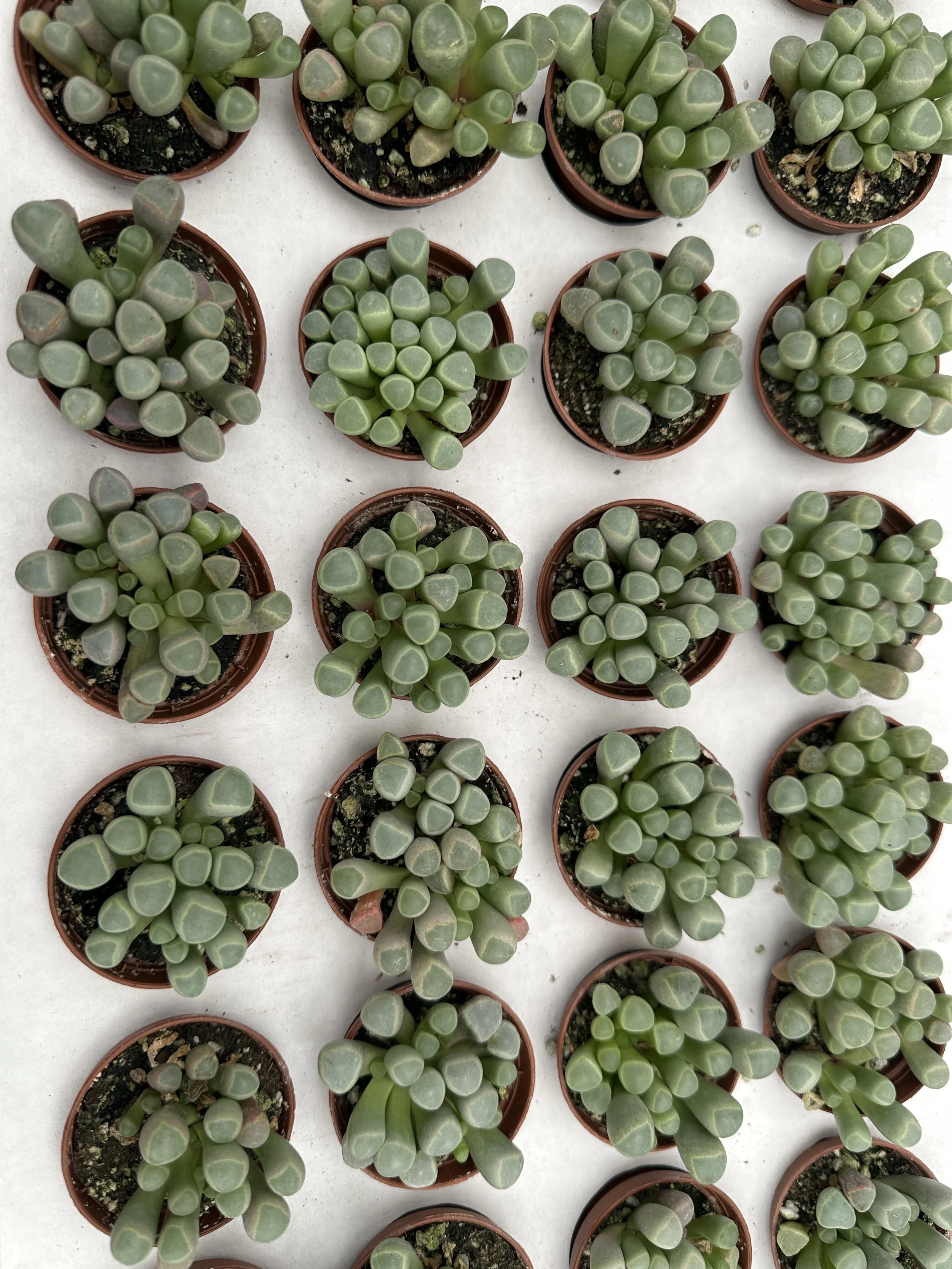 2" succulent baby toes - $3.69