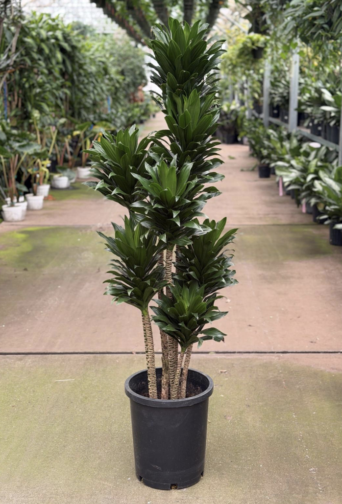 7gal Dracaena Compacta 6' - $175.75