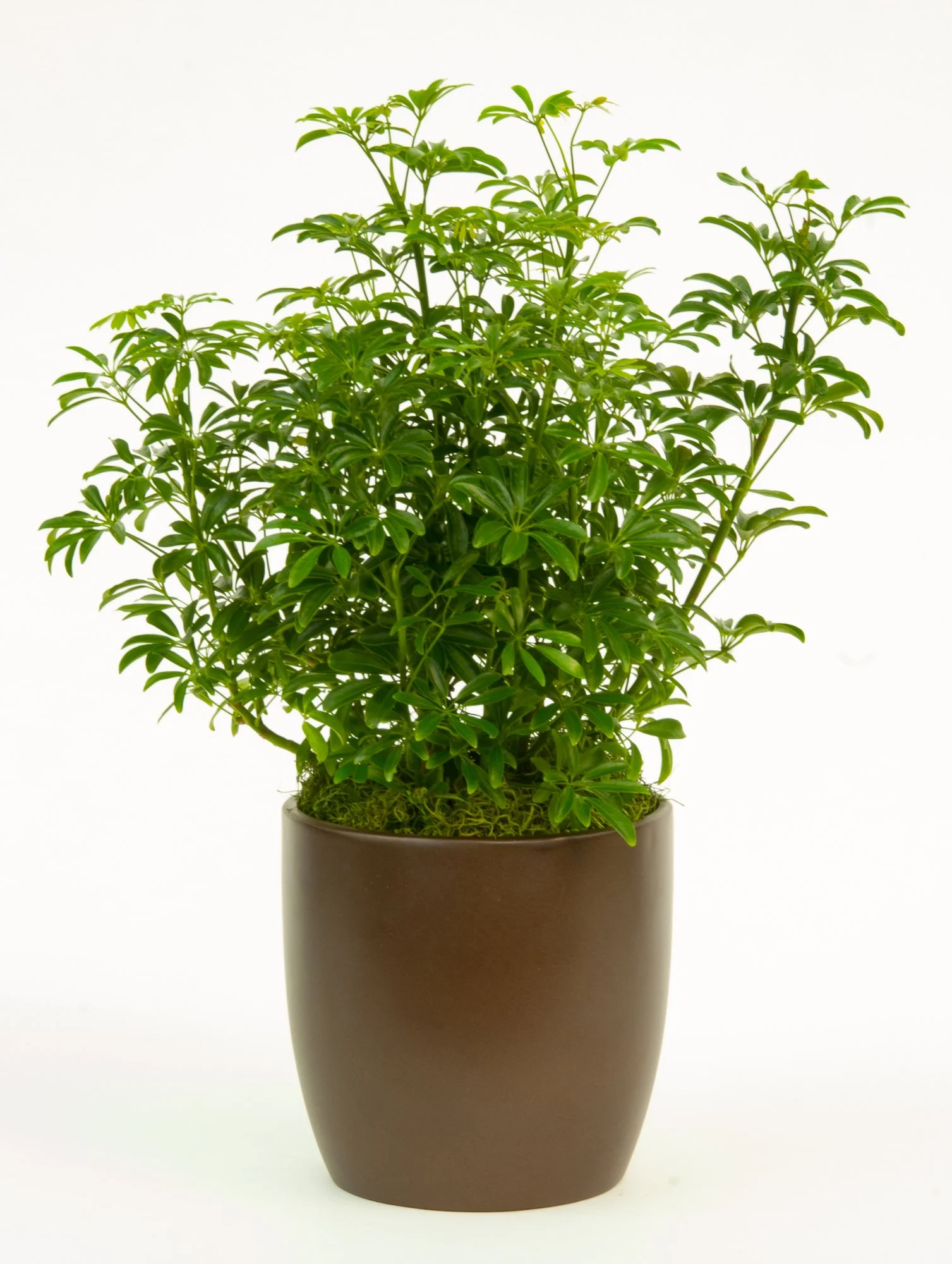 Green potted plant with multiple stems and broad leaves against a white background.