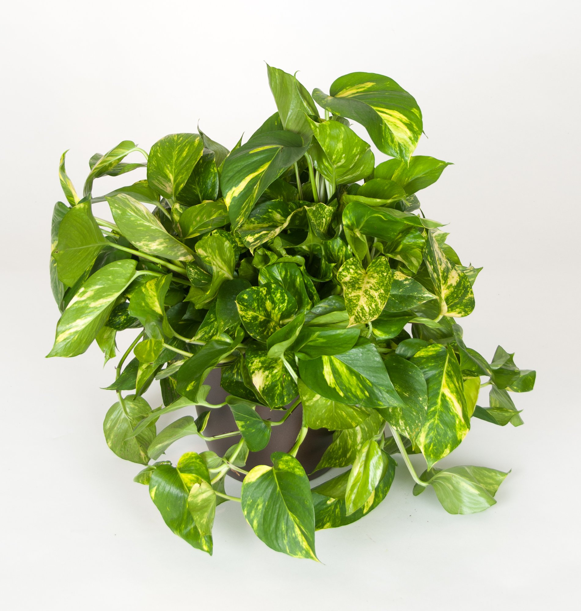 A lush green pothos houseplant with variegated leaves in a brown pot against a plain white background.