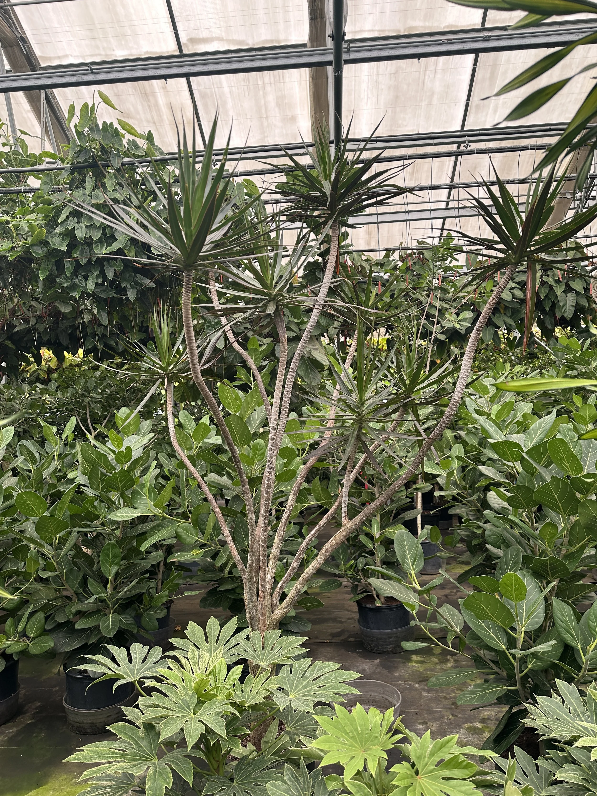 10gal dracaena marginata dr Seuss - $650
