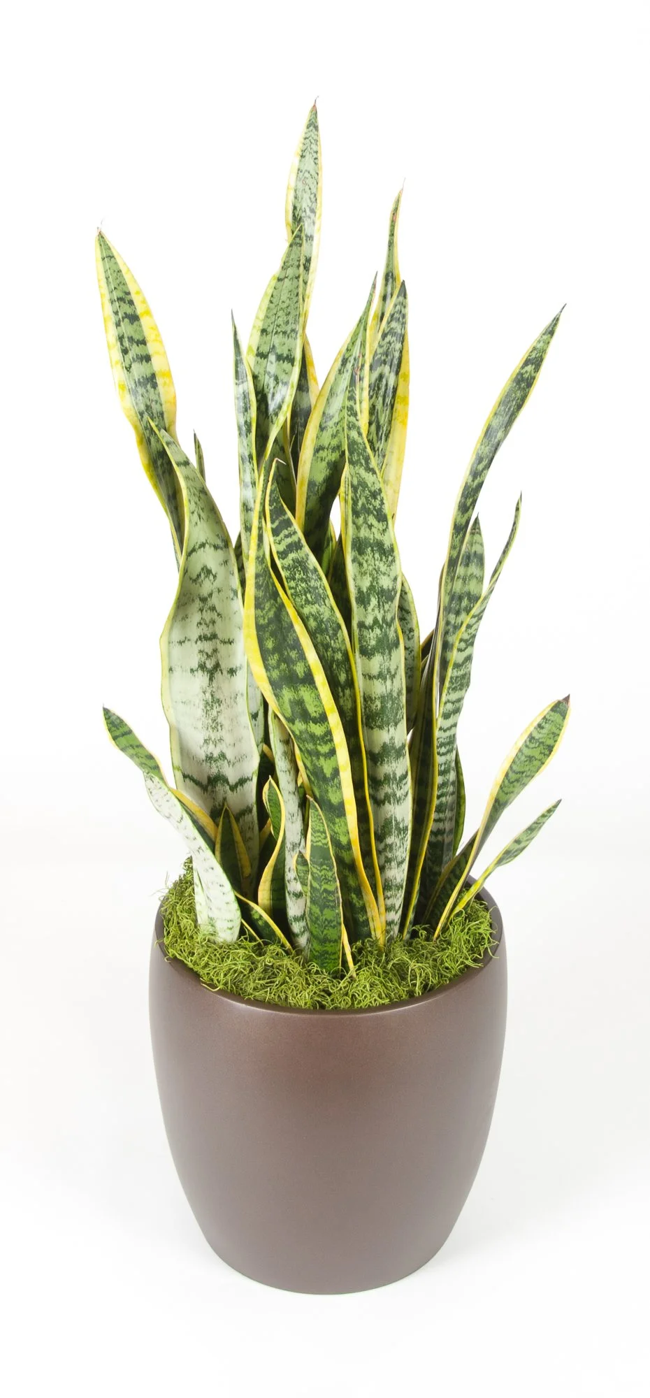 A potted snake plant with long, green, variegated leaves with yellow edges, sitting in a brown pot on a white background.