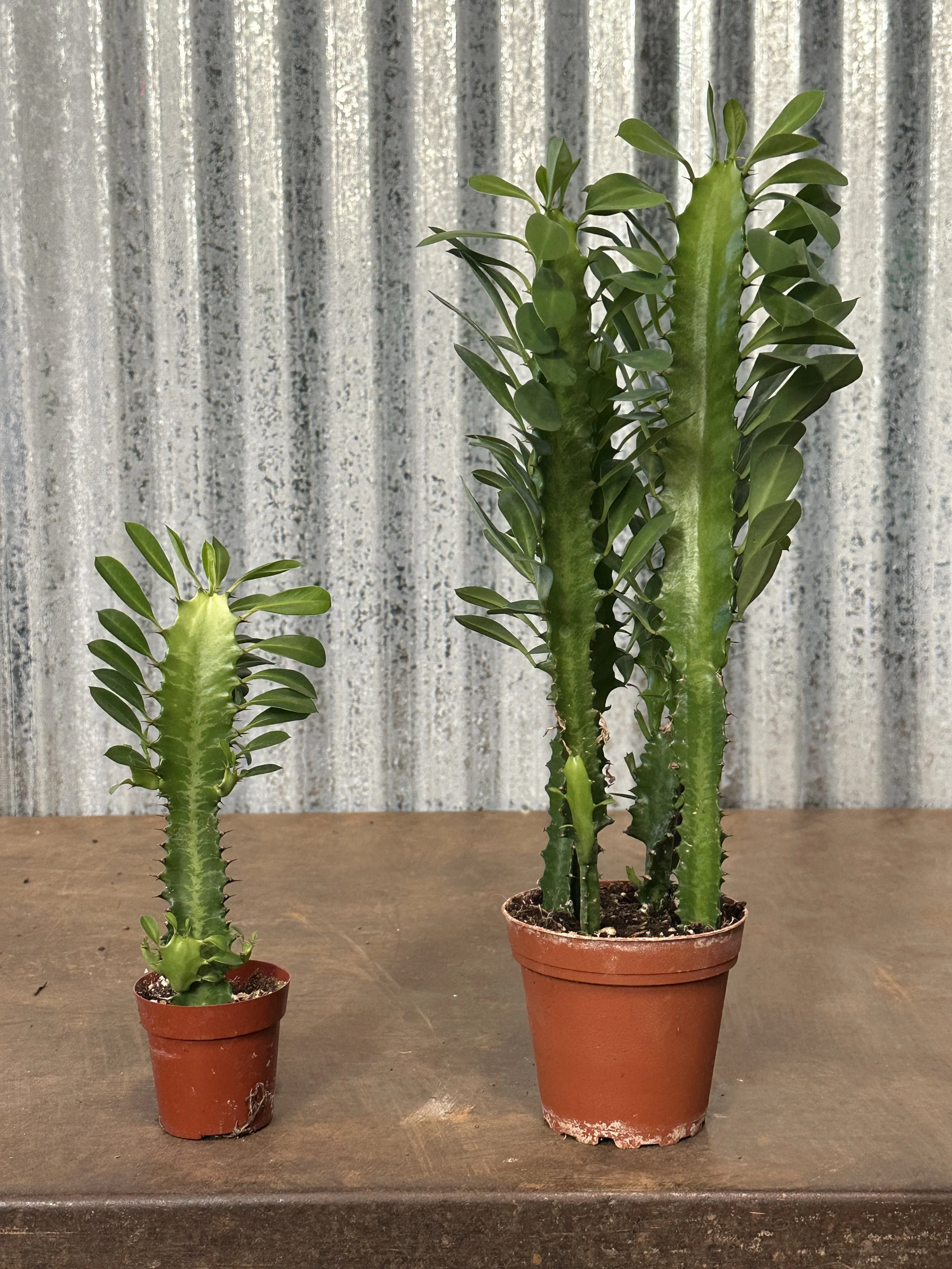 3" and 4" Euphorbia Trigona - 3"-$5.33, 4"-$6.75