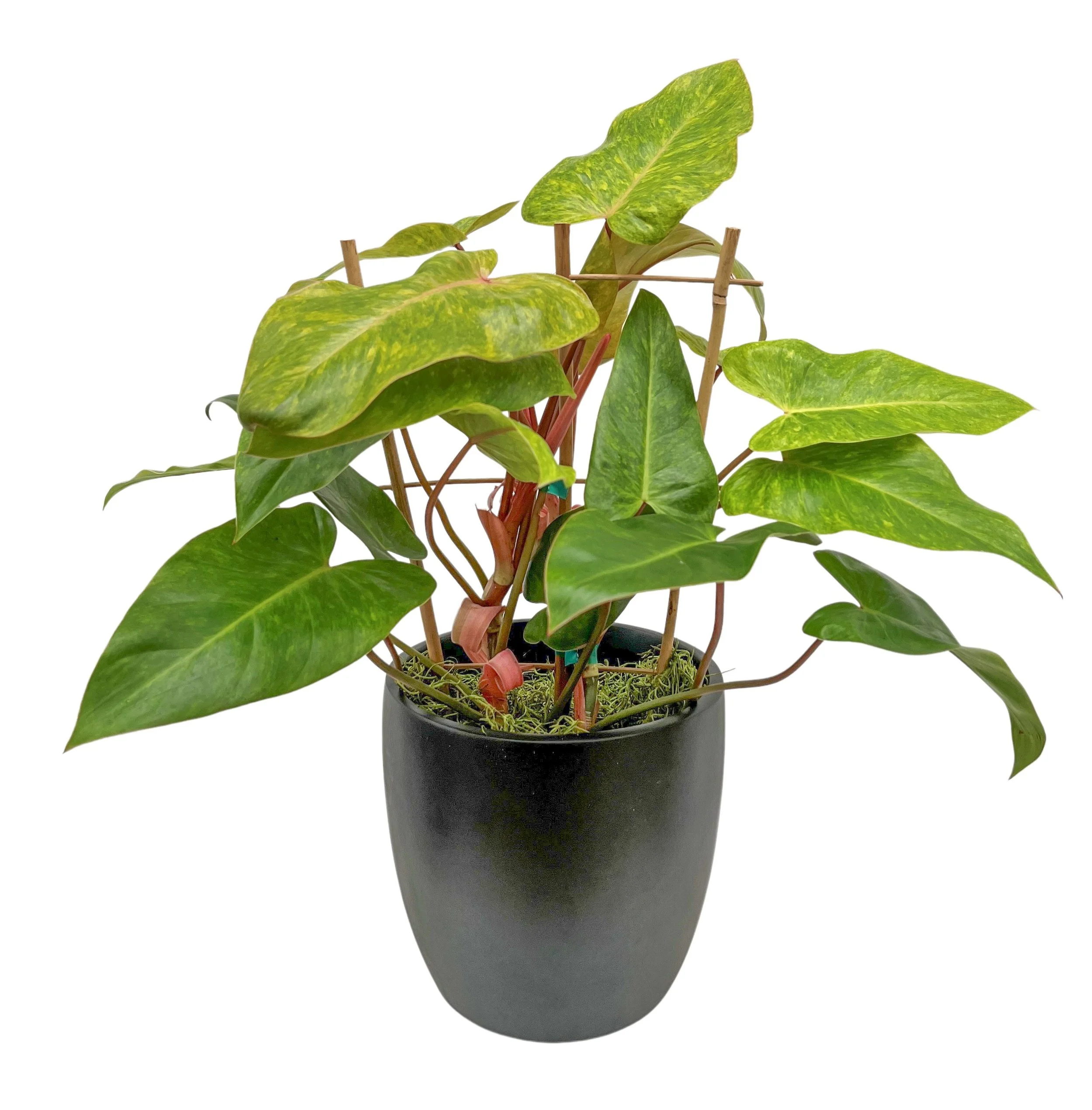 A potted houseplant with green leaves and pink stems in a black vase.